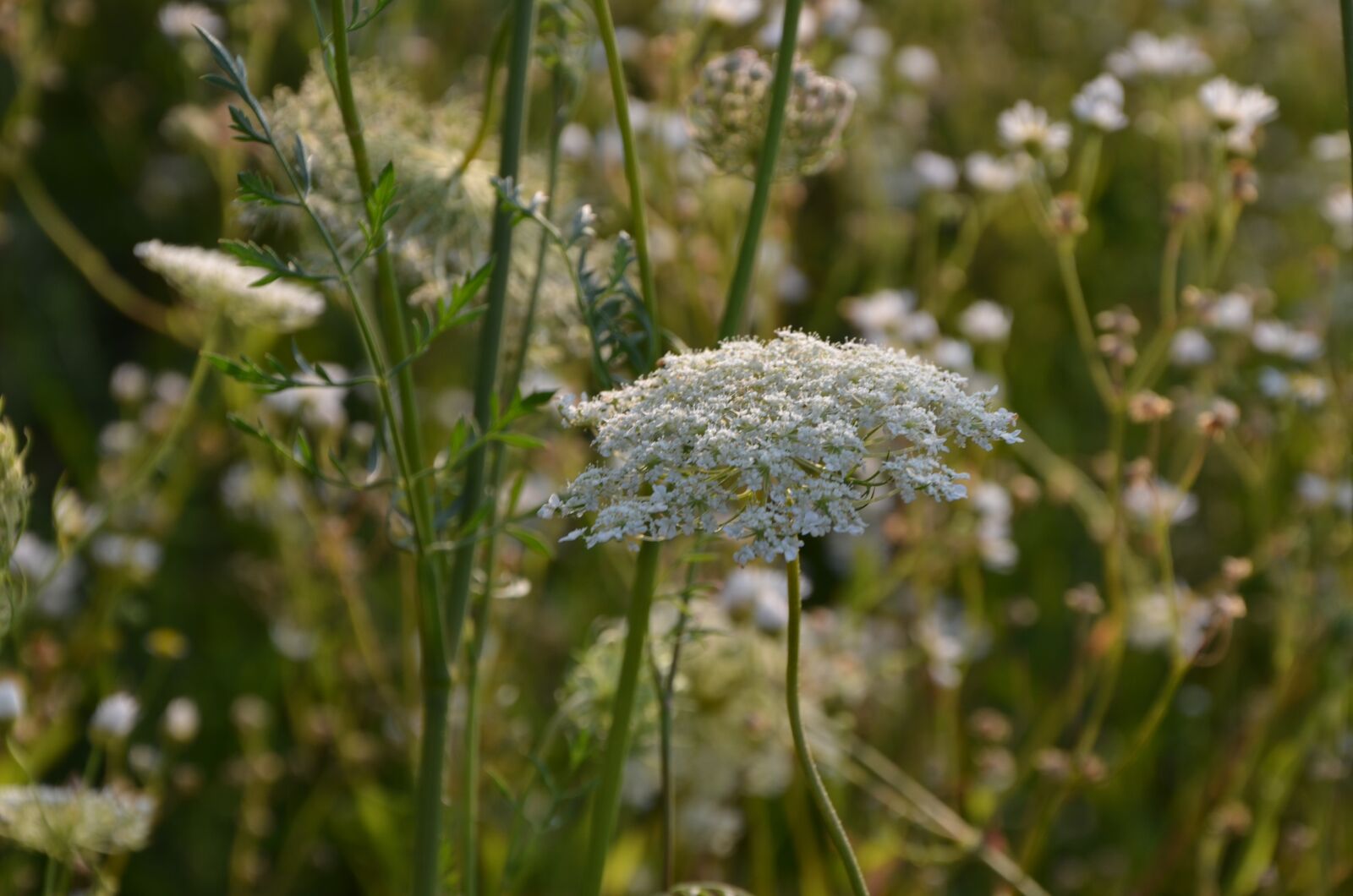 Nikon D7000 sample photo. Nature, flowers, outdoor photography