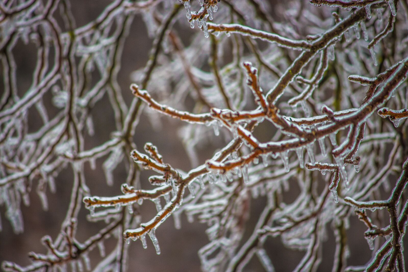 Canon EOS 700D (EOS Rebel T5i / EOS Kiss X7i) sample photo. Ice, winter, tree photography