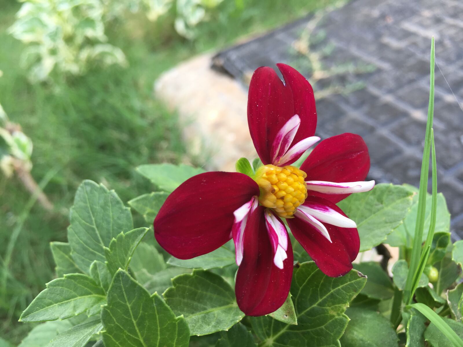 iPhone 6s back camera 4.15mm f/2.2 sample photo