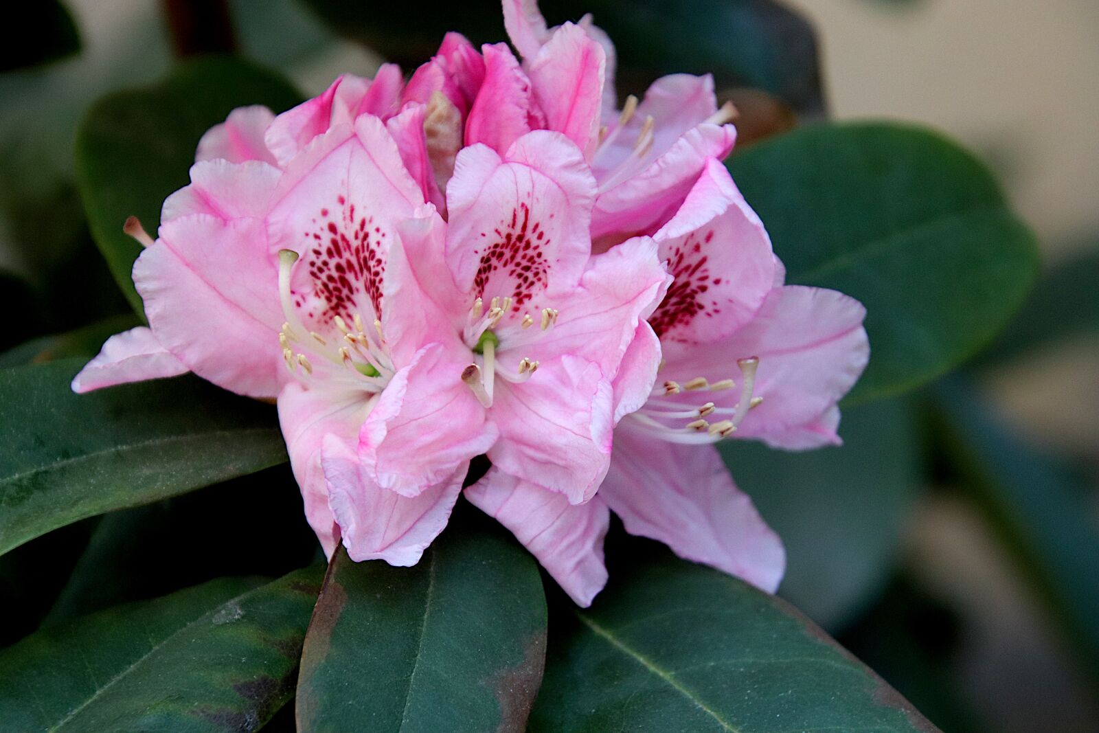 Canon EOS 800D (EOS Rebel T7i / EOS Kiss X9i) + Tamron 18-400mm F3.5-6.3 Di II VC HLD sample photo. Rhododendron, flowers, flowering shrubs photography