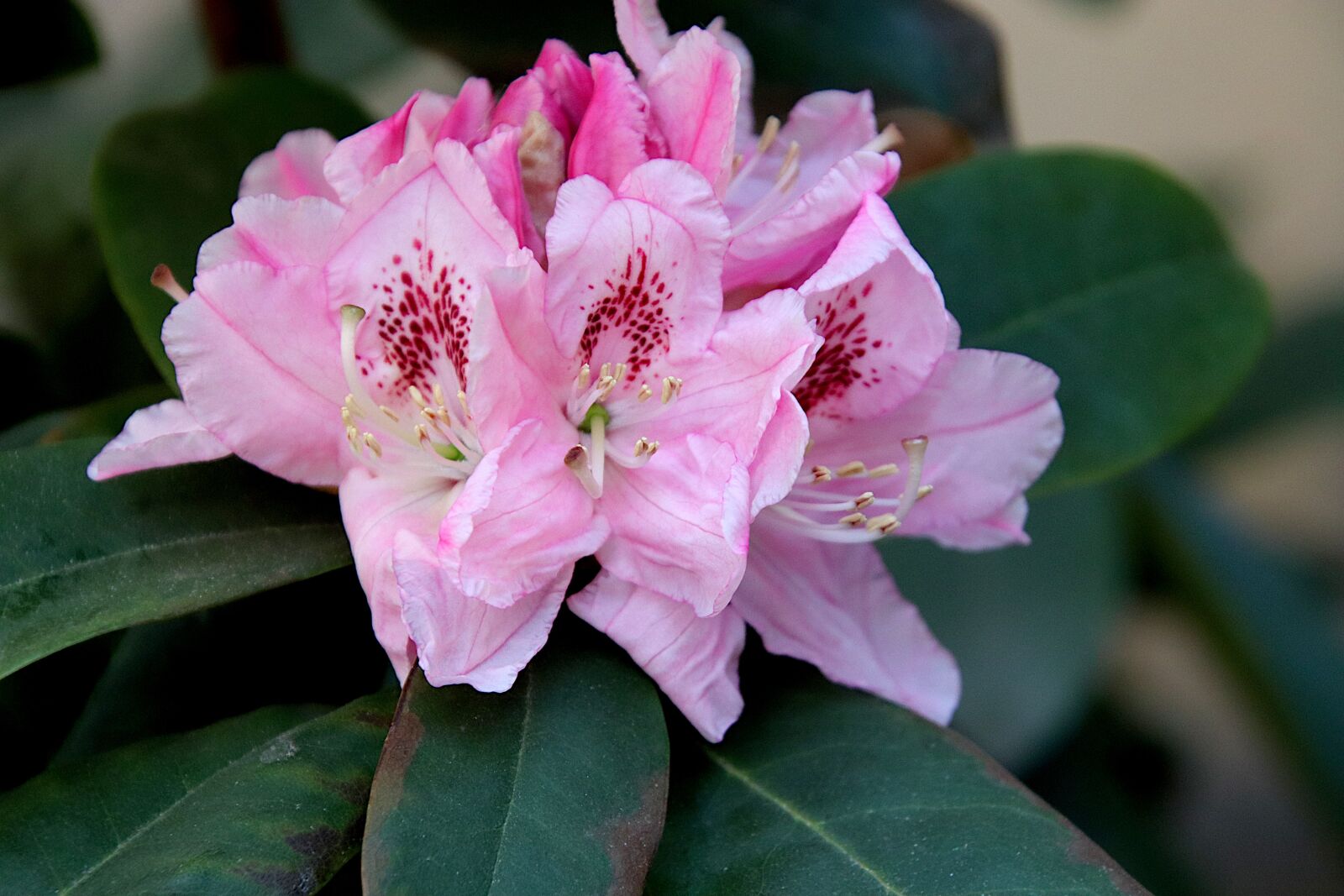 Canon EOS 800D (EOS Rebel T7i / EOS Kiss X9i) sample photo. Rhododendron, flowers, flowering shrubs photography