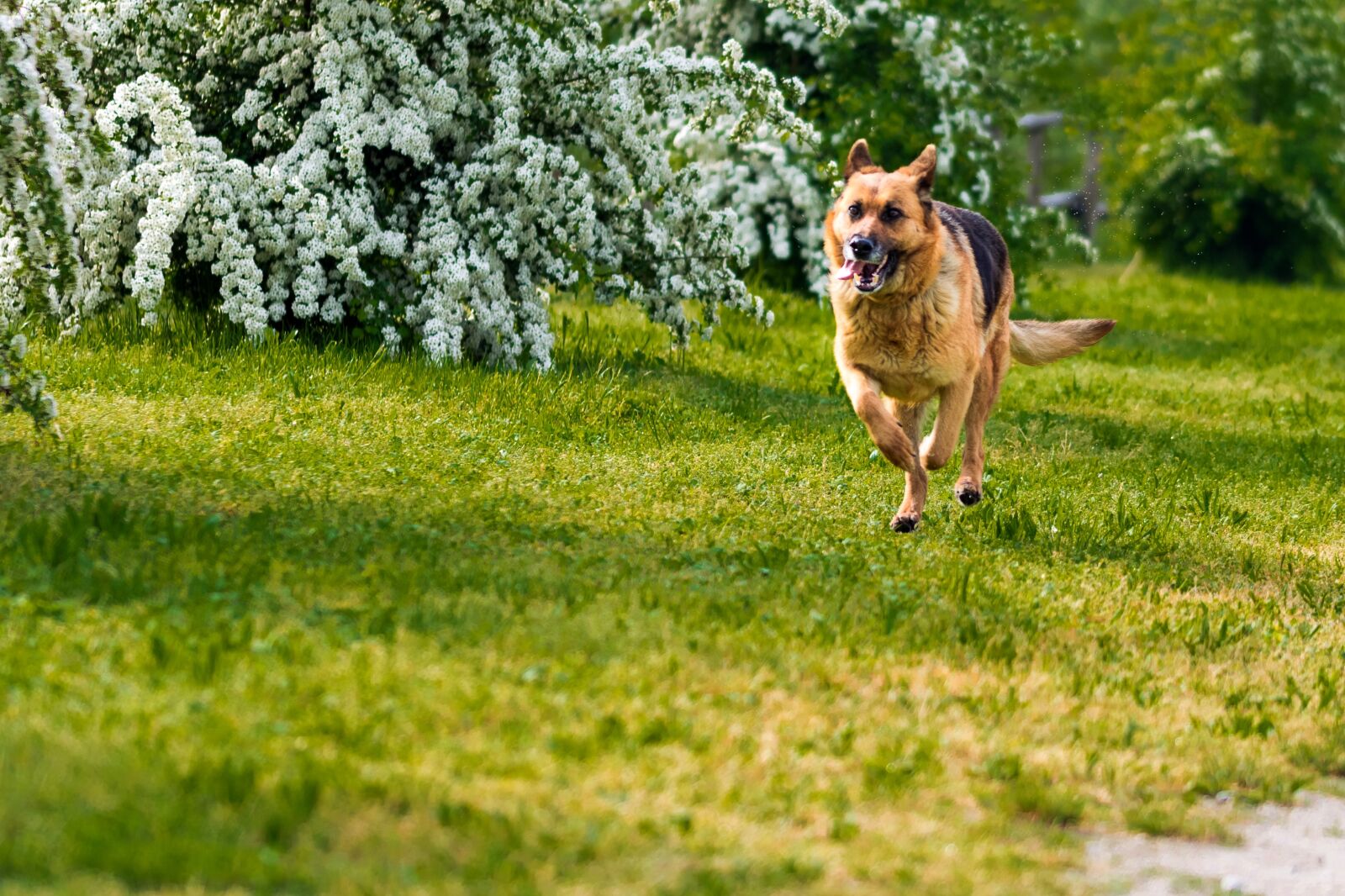 Nikon D7200 sample photo. Dog, friend, friendship photography