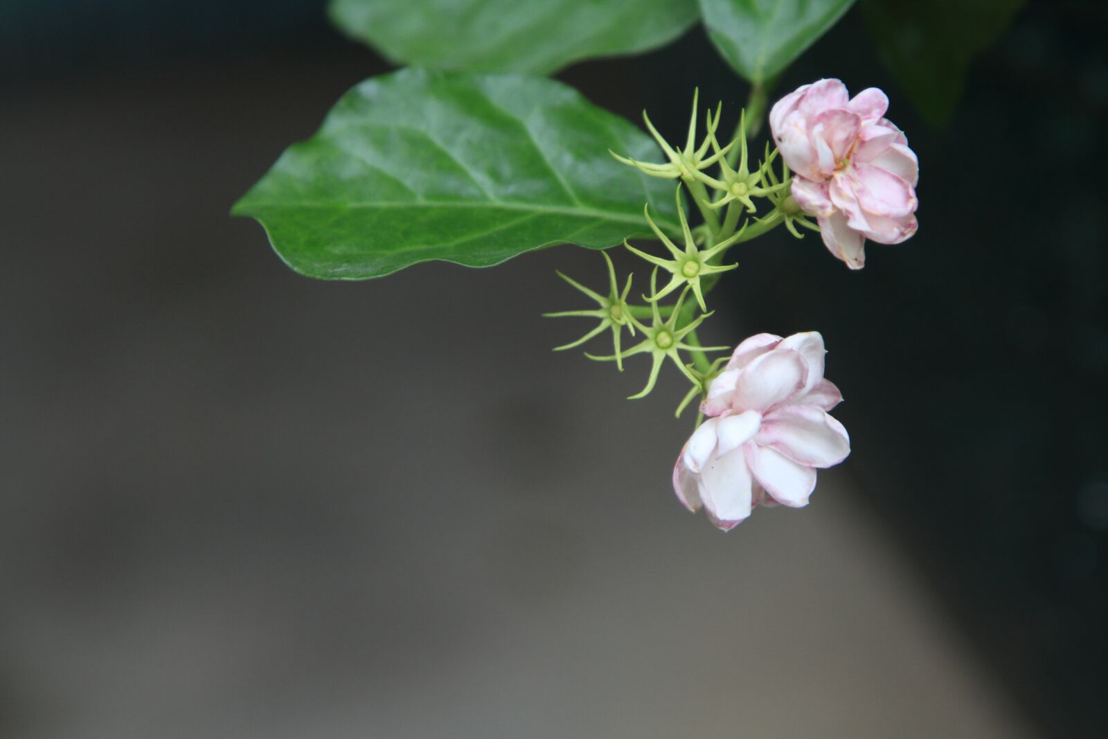 Canon EOS 7D + Canon EF 24-105mm F4L IS USM sample photo. Flower, jasmine, plant photography