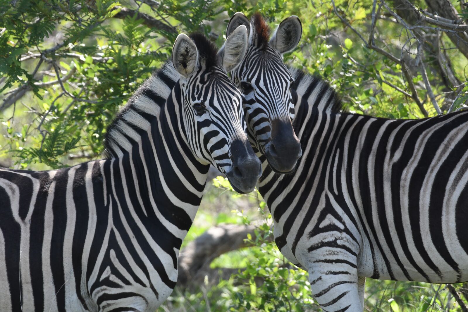 Nikon D500 sample photo. South africa, zebra, safari photography