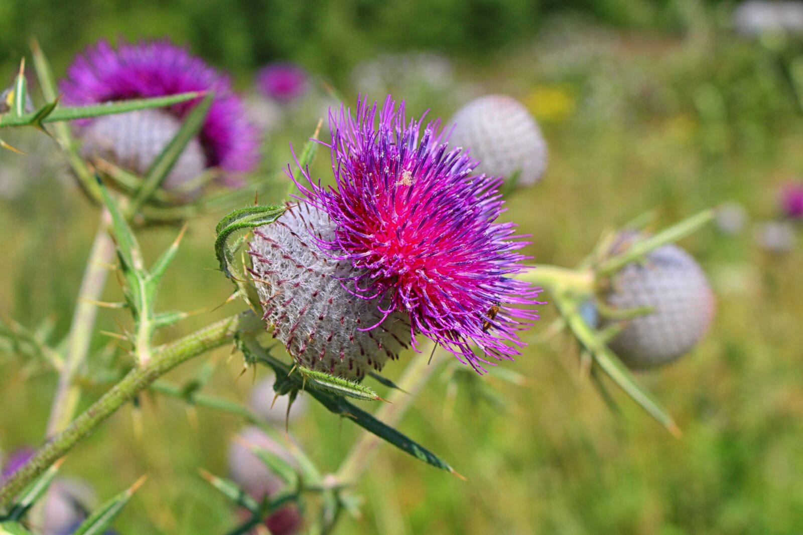 Canon EOS 700D (EOS Rebel T5i / EOS Kiss X7i) sample photo. Thistle, thistles, summer photography
