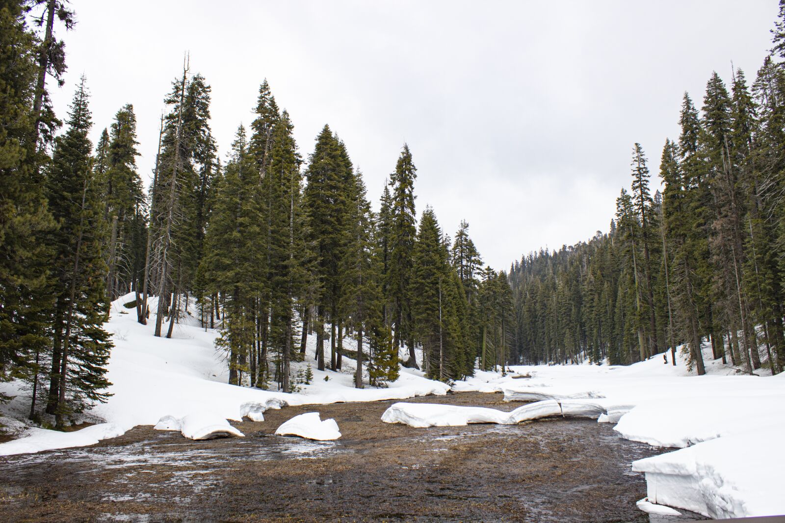 Canon EOS 600D (Rebel EOS T3i / EOS Kiss X5) sample photo. Winter, forest, trees photography