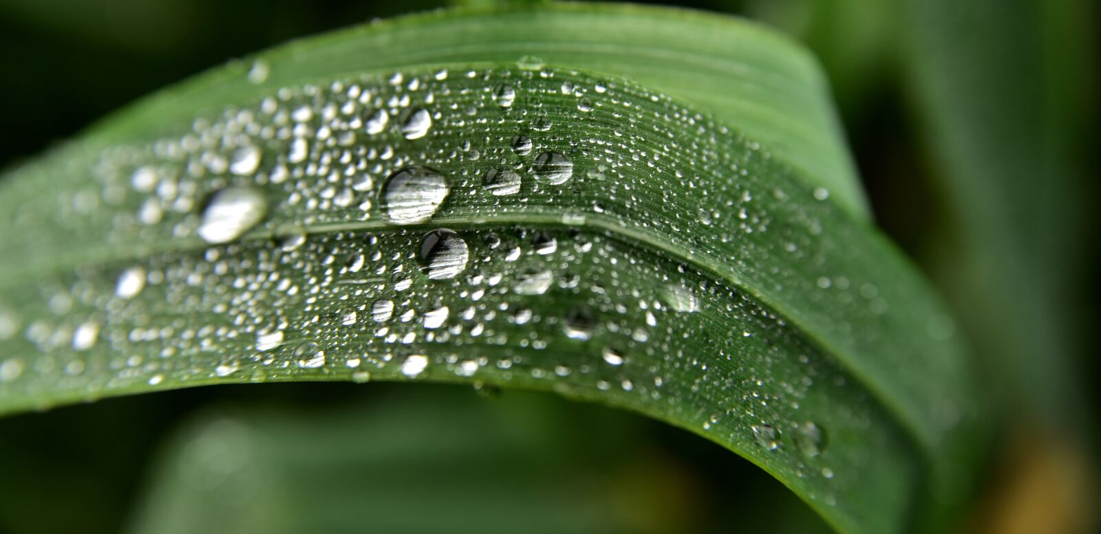 Nikon D750 sample photo. Grass, drip, nature photography
