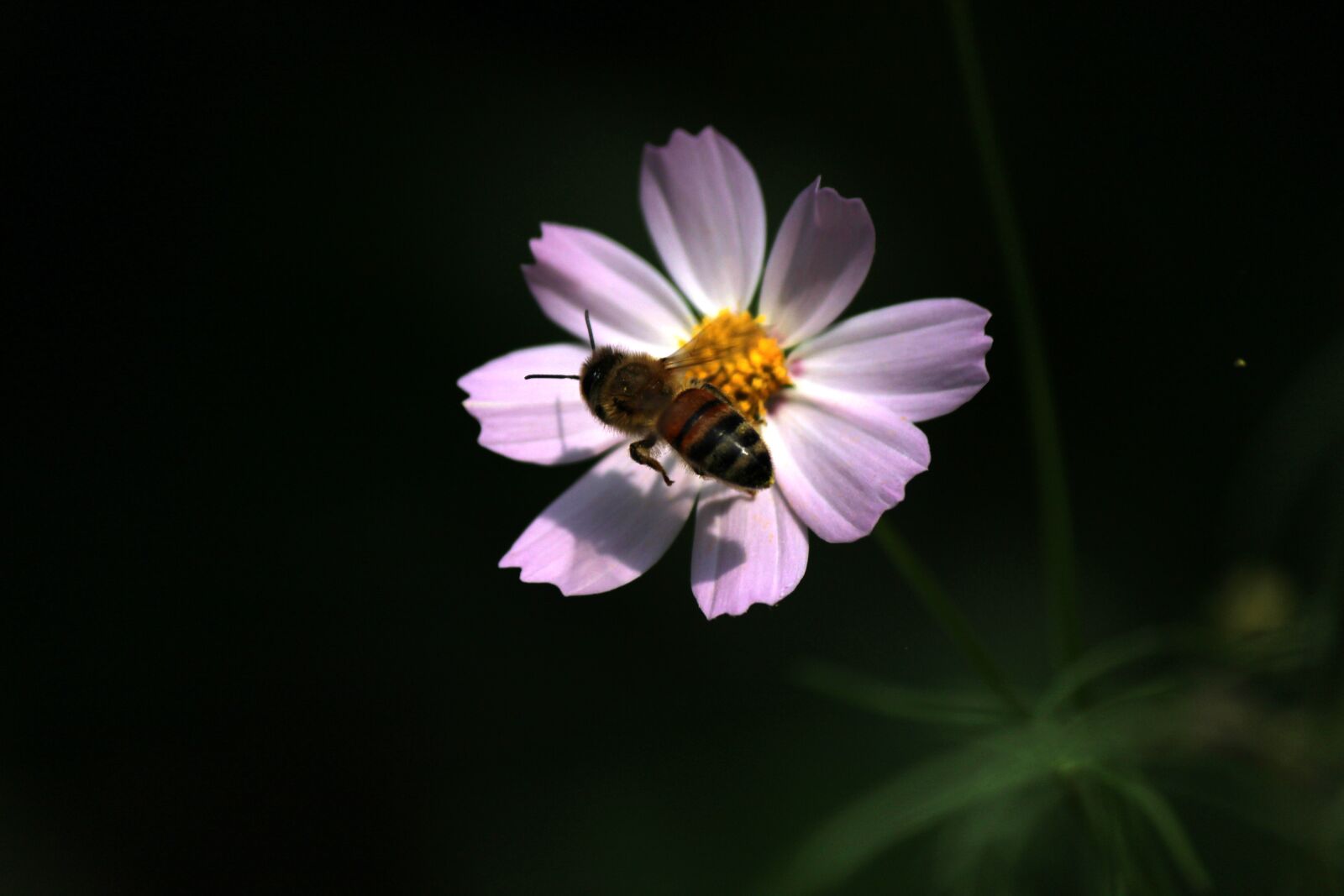 Canon EOS 100D (EOS Rebel SL1 / EOS Kiss X7) + Canon EF-S 55-250mm F4-5.6 IS II sample photo. Cosmos, bee, bug photography