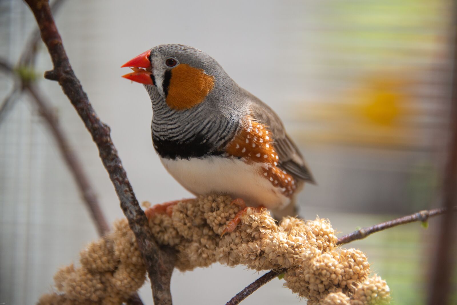 Nikon D800 sample photo. Bird, finch, zebra photography