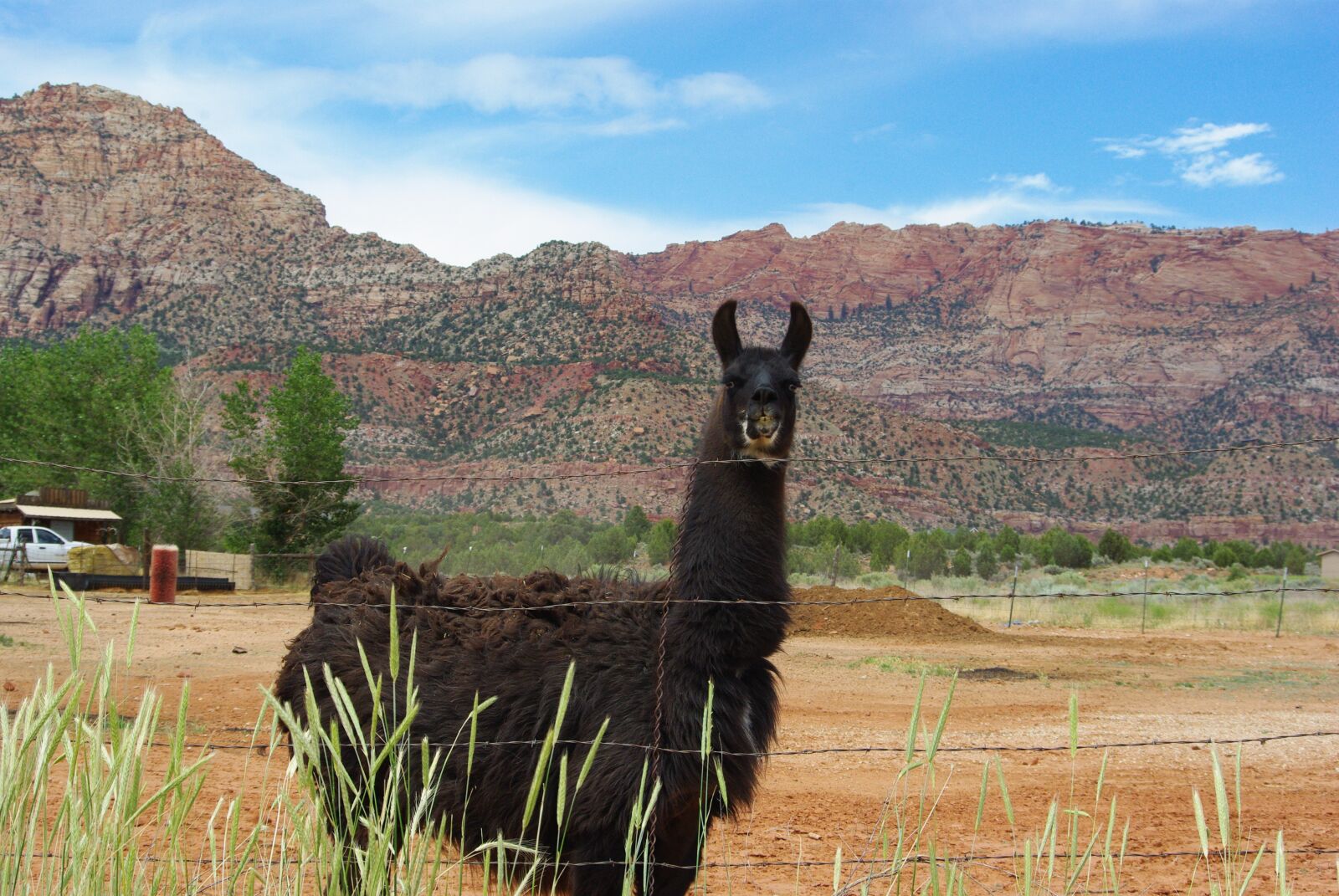 Pentax K200D sample photo. Llama, scenic, landscape photography