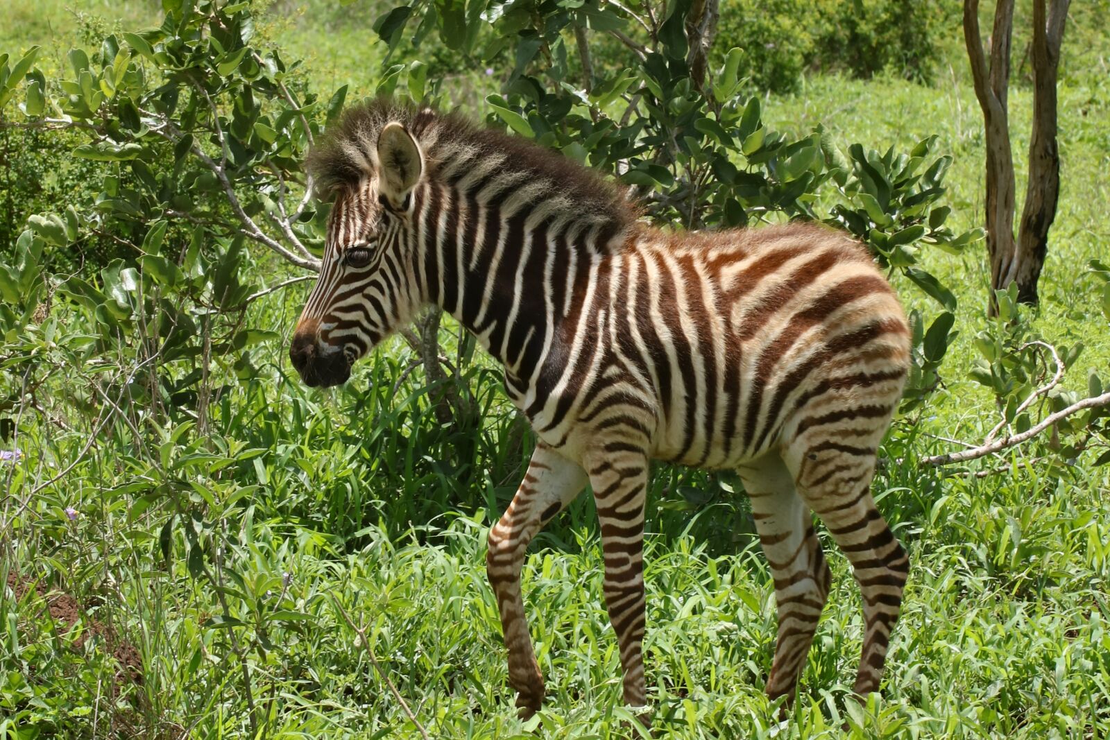 Canon EF 100mm F2.8L Macro IS USM sample photo. Zebra, foal, young photography
