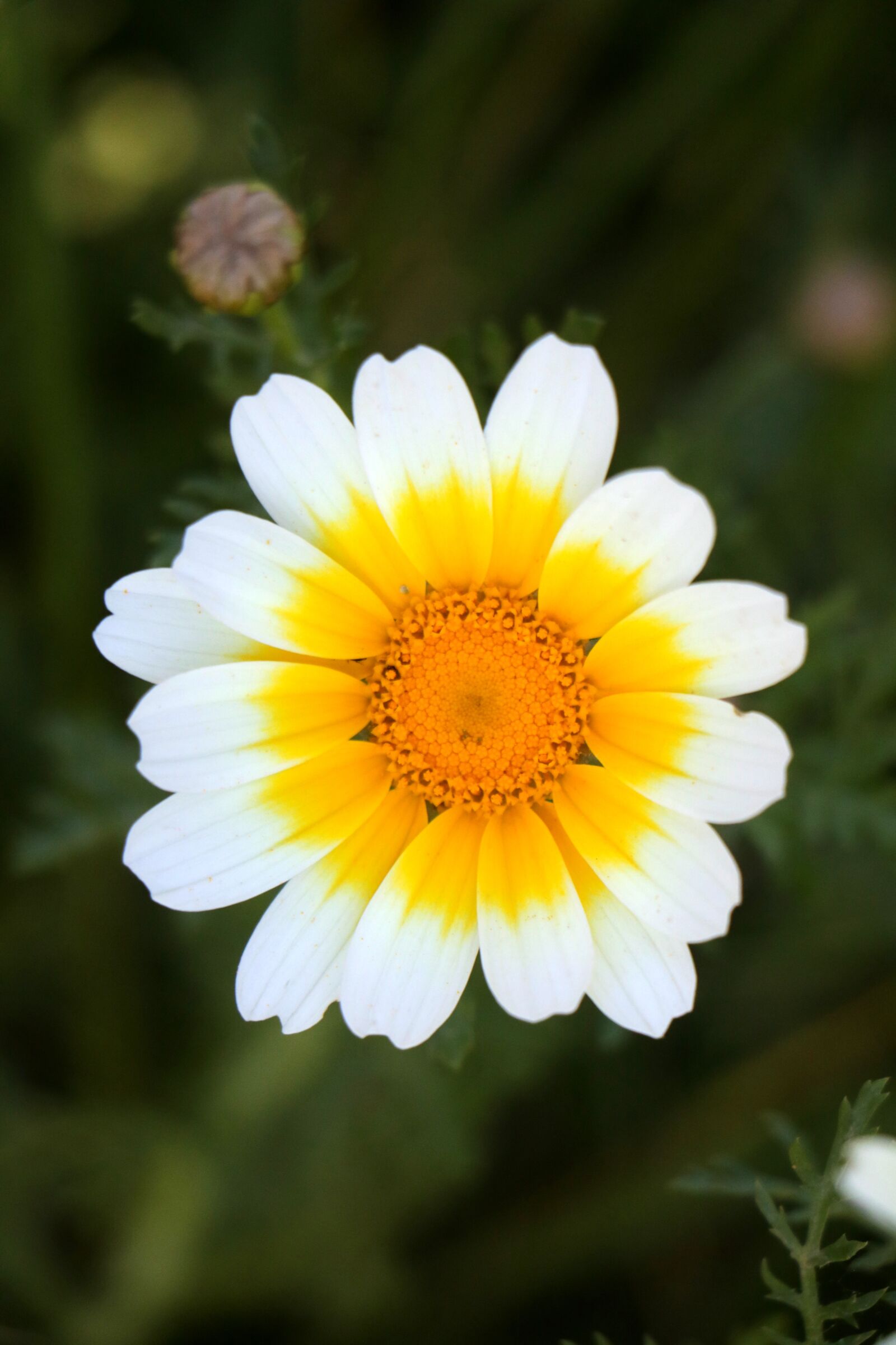 Canon EOS 760D (EOS Rebel T6s / EOS 8000D) sample photo. Nature, flora, summer photography