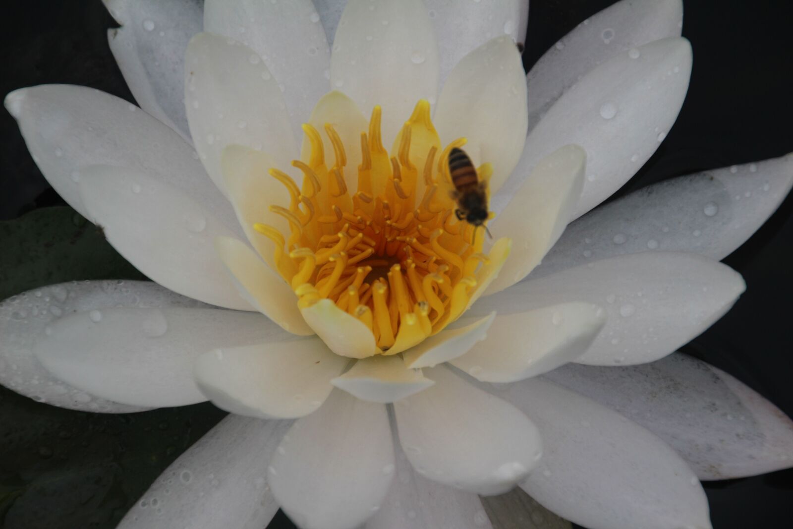 Canon EOS 100D (EOS Rebel SL1 / EOS Kiss X7) sample photo. Flower, white, lotus photography