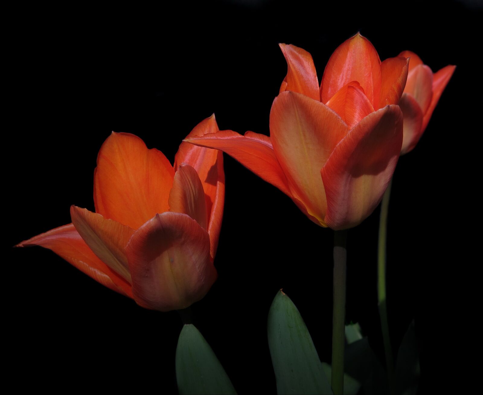 Canon PowerShot G15 sample photo. Tulips, red, spring photography