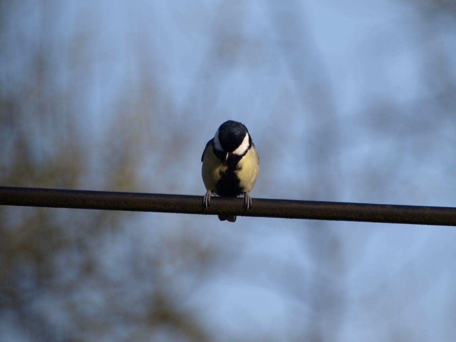 Olympus E-510 (EVOLT E-510) sample photo. Tit, bird photography