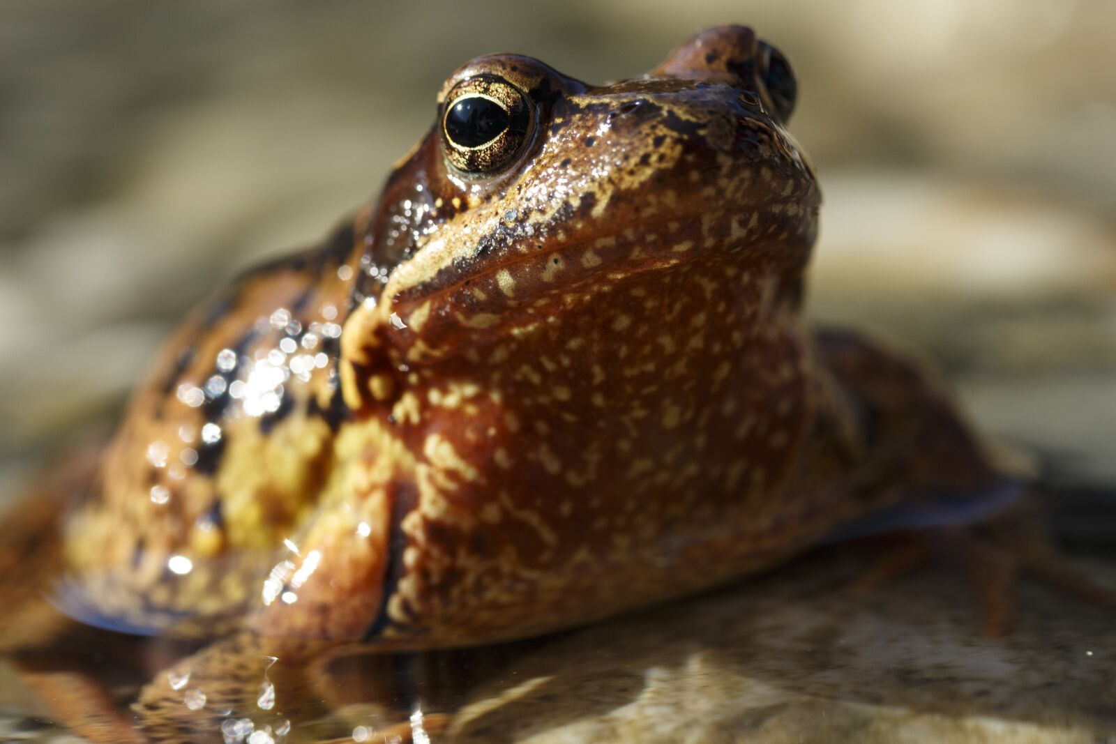 Canon EF-S 60mm F2.8 Macro USM sample photo. Frog, nature, animal photography