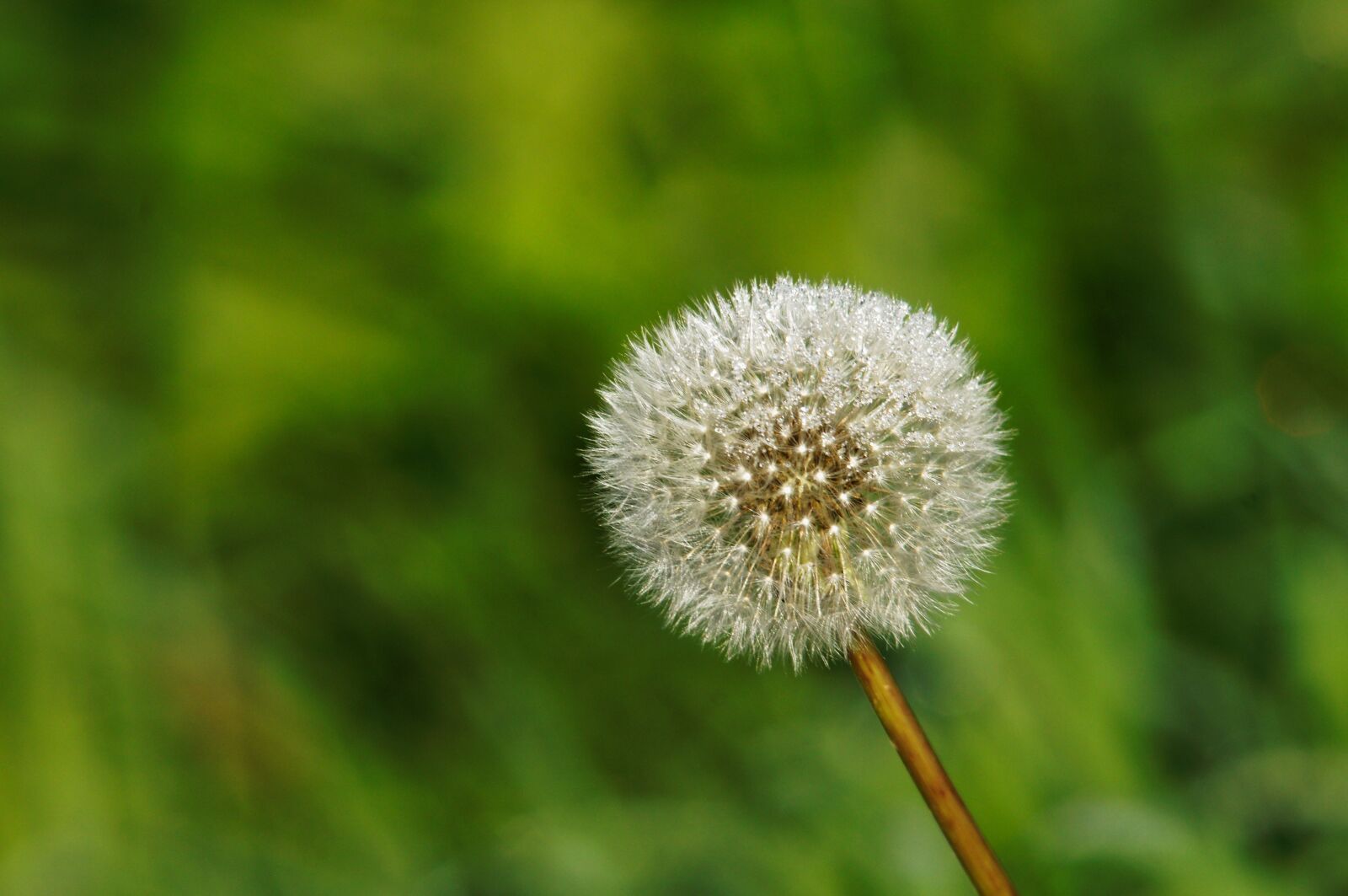 Sony SLT-A55 (SLT-A55V) sample photo. Loewnzahn, flora, nature photography