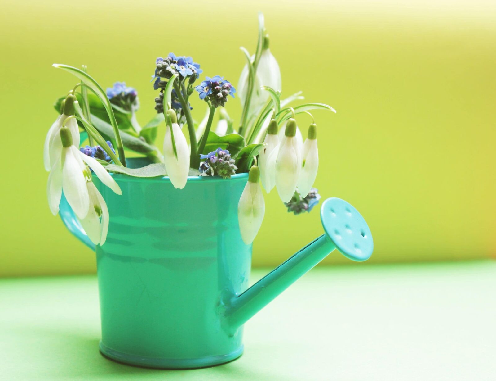 Canon EOS 550D (EOS Rebel T2i / EOS Kiss X4) sample photo. Nature, leaf, bucket, flower photography
