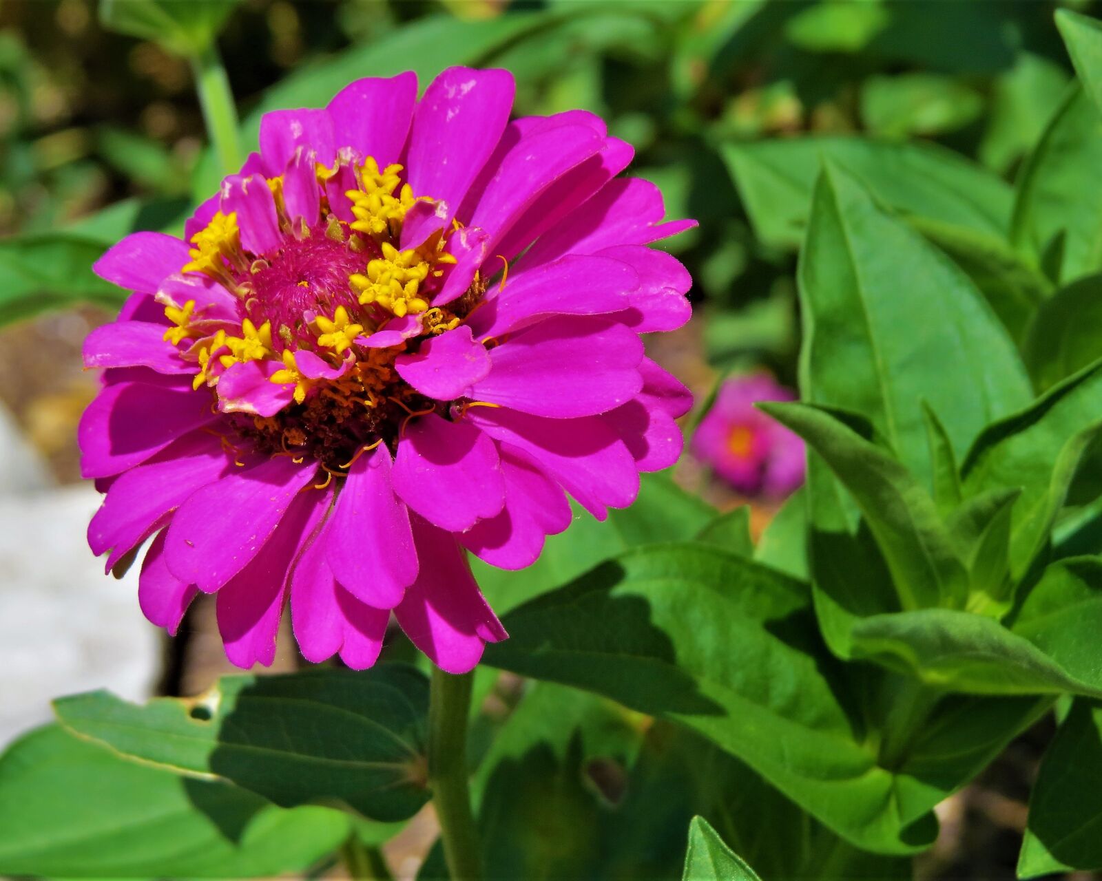 Canon PowerShot SX50 HS sample photo. Flower, pink, yellow photography