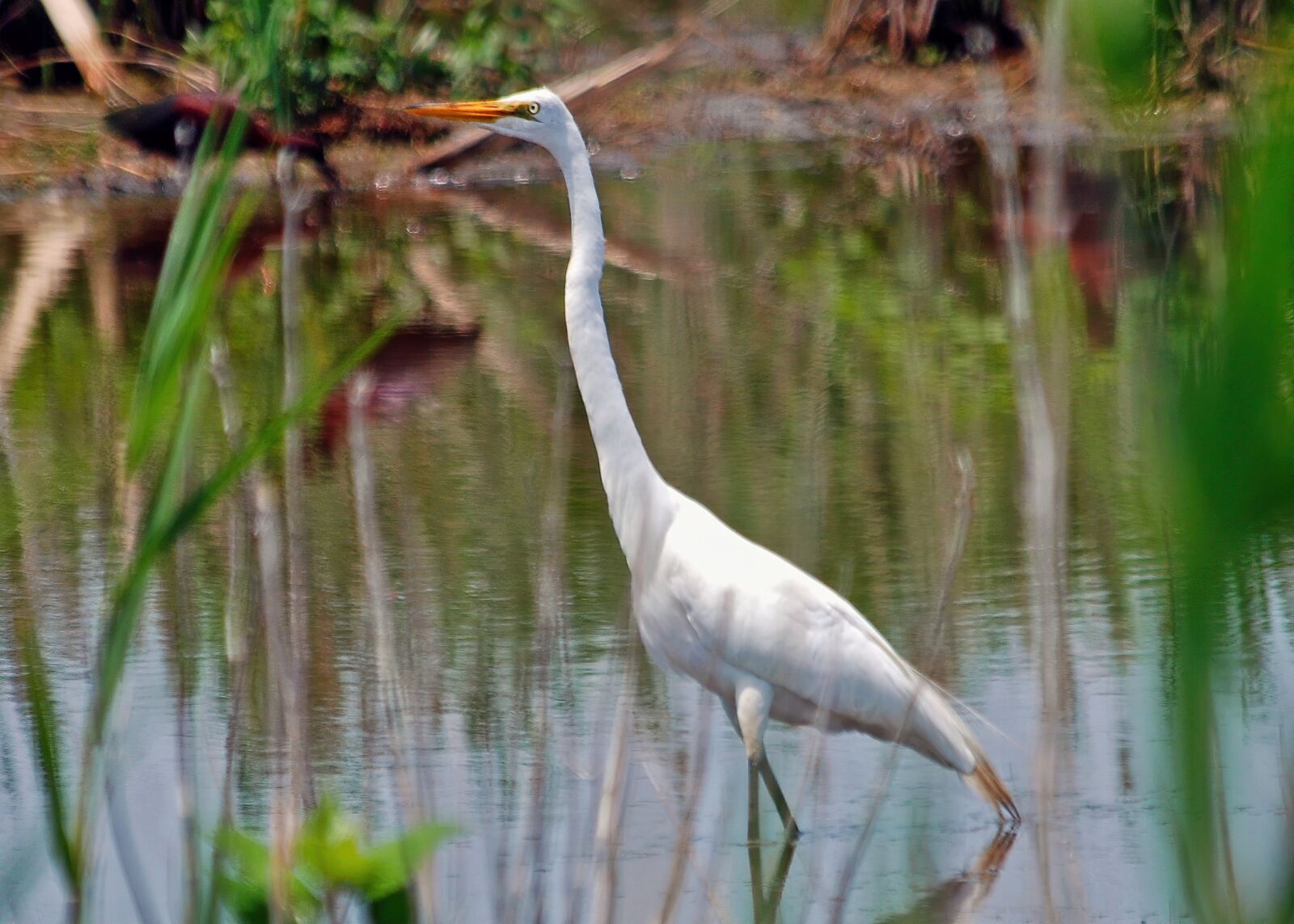 Nikon D80 sample photo. Heron, white, water photography