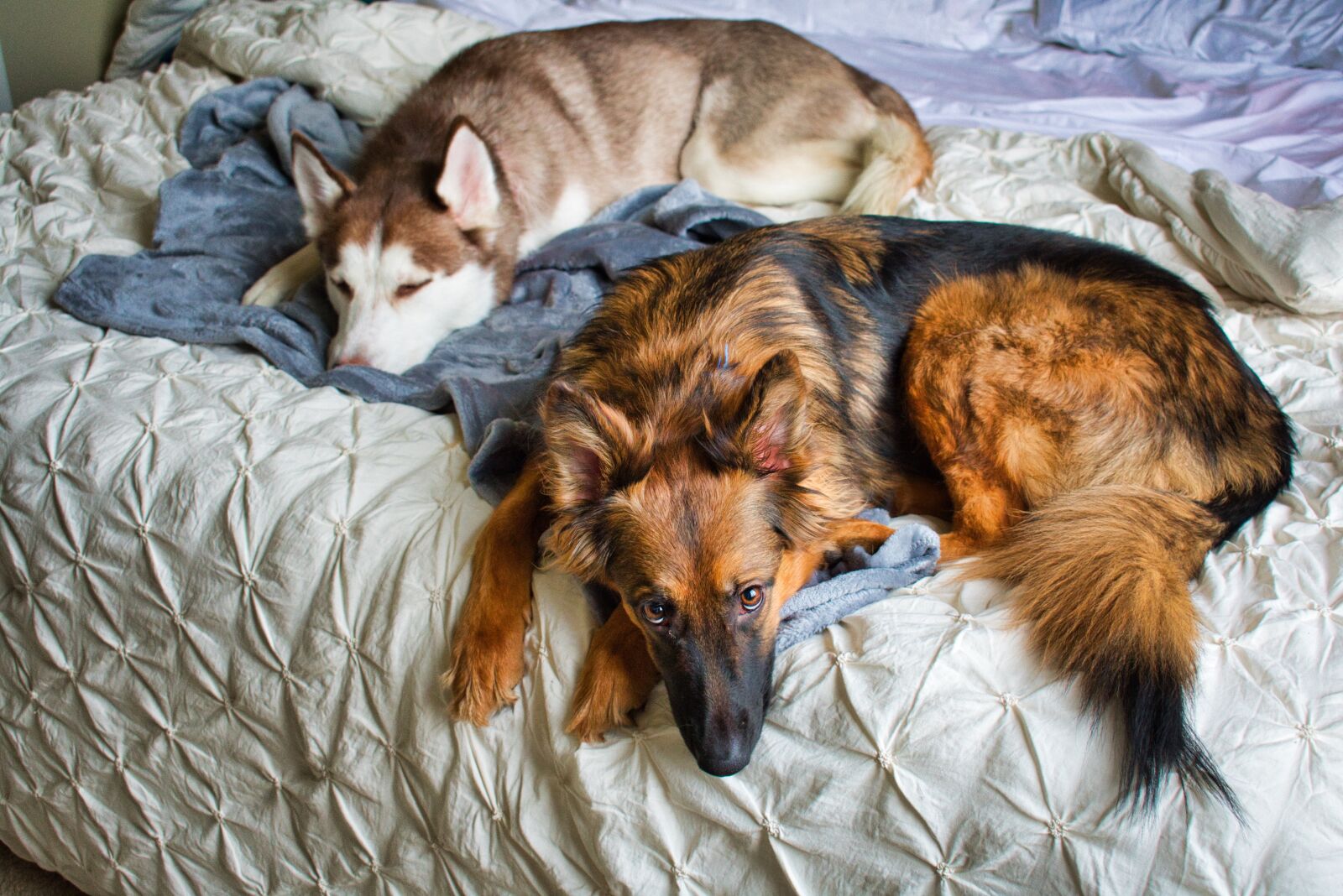 Nikon D3400 sample photo. Dogs, husky, german shepherd photography