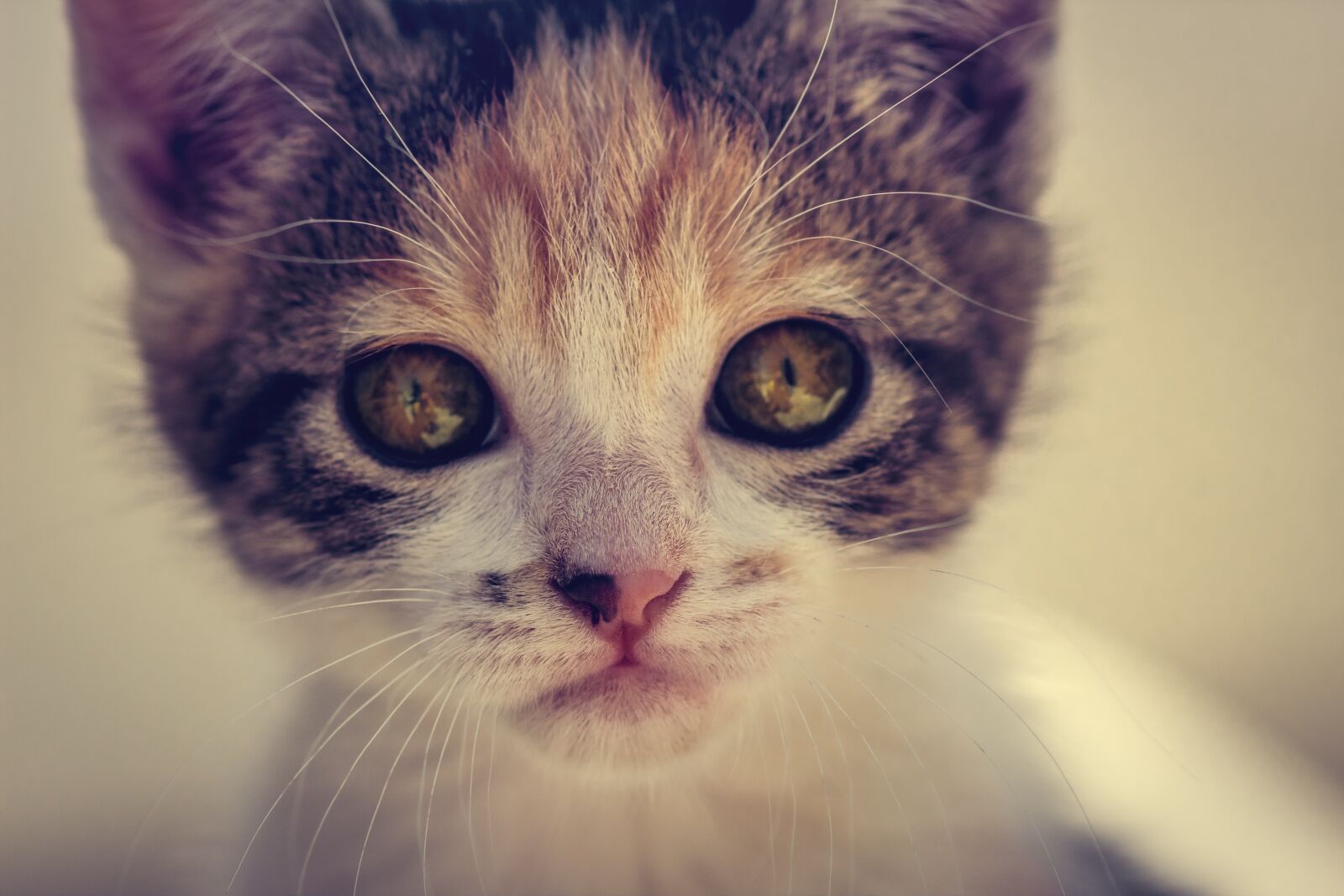 Canon EOS 1300D (EOS Rebel T6 / EOS Kiss X80) sample photo. Cat, feline, miao photography