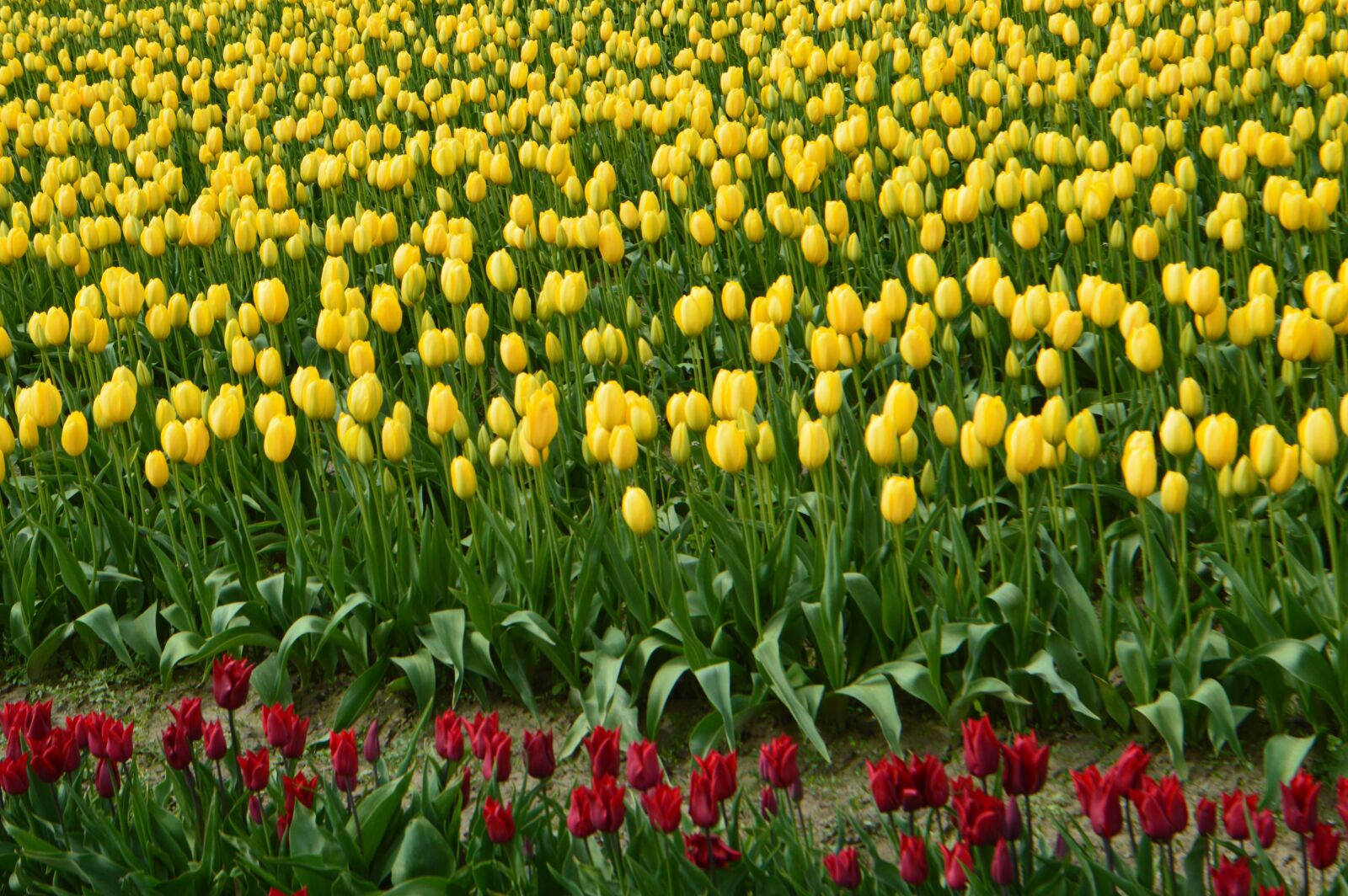 Nikon D3200 sample photo. Tulips, flower of tulip photography