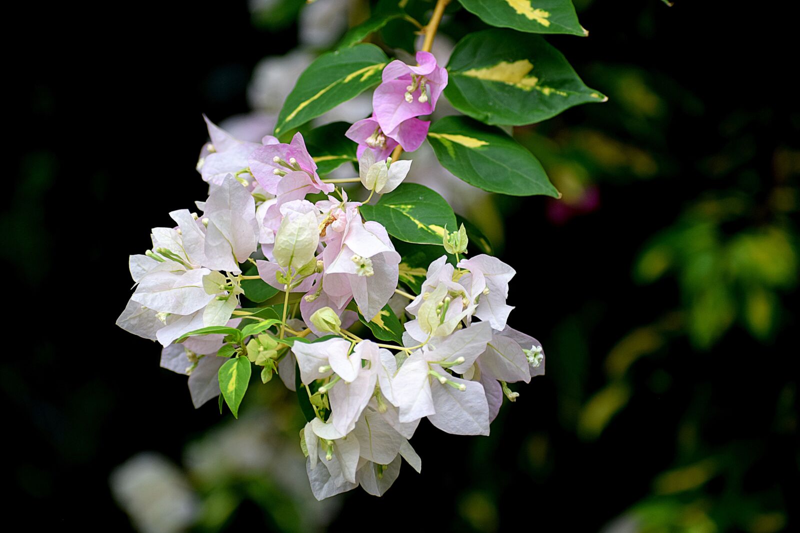 Nikon D3300 sample photo. Flowers, nature, white photography