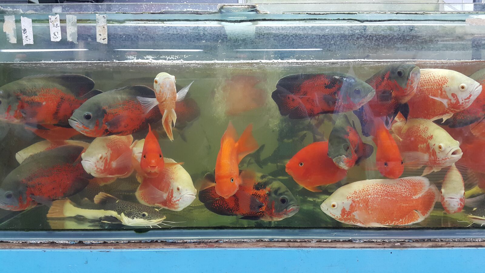 Samsung Galaxy Note4 sample photo. Fishes, china, asia photography