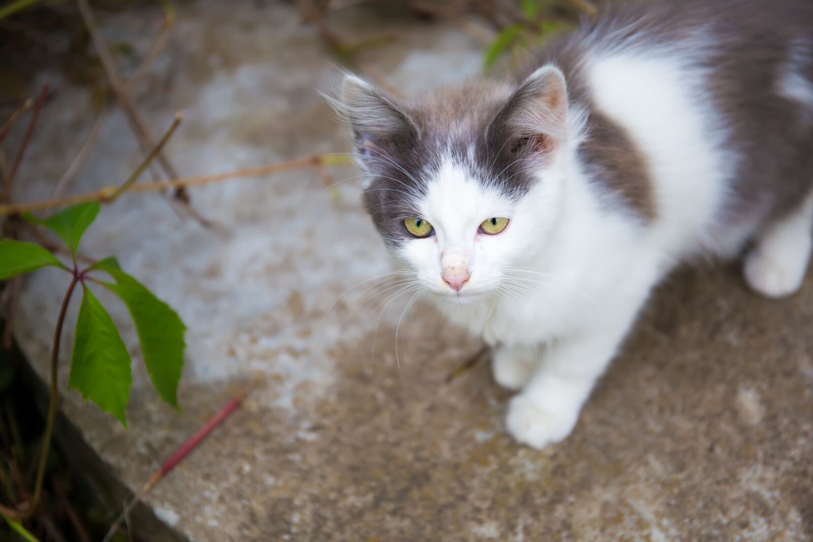 Canon EF 24-70mm F4L IS USM sample photo. Cat, animals, pet photography