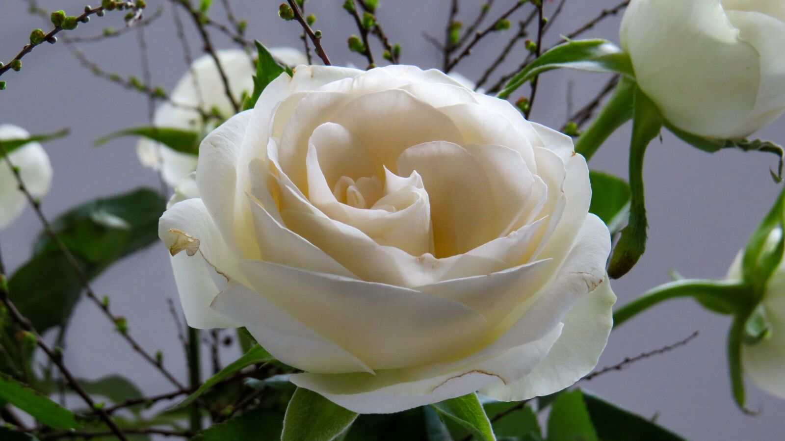Canon PowerShot SX50 HS sample photo. Rose, flower, blossom photography