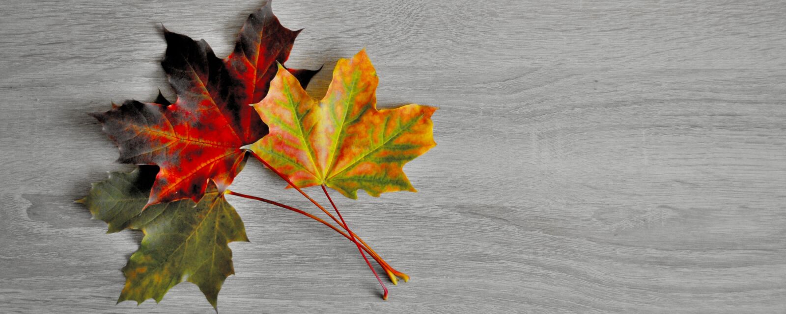 Nikon D5000 sample photo. Clone, foliage, autumn photography