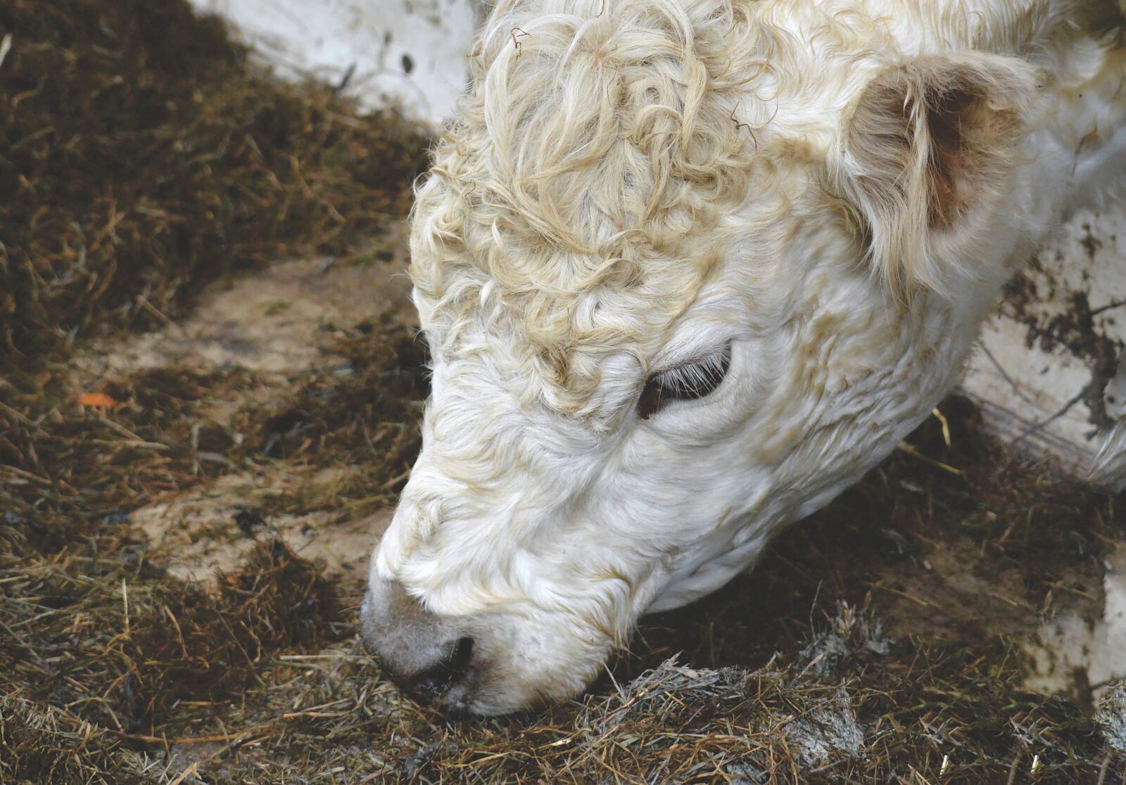 Nikon D3200 sample photo. Cow, stall, barn animals photography