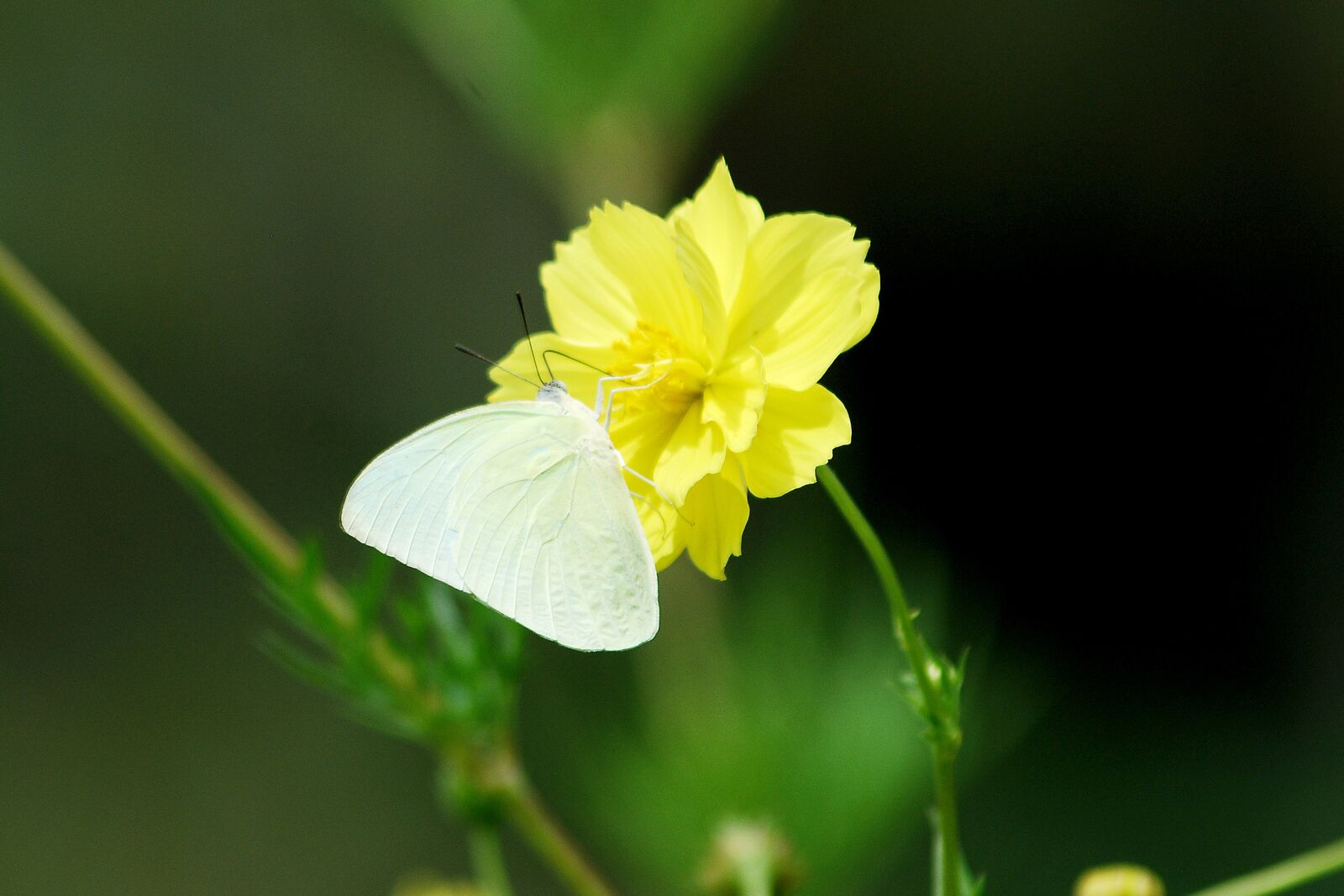 Nikon D80 sample photo. Flower, yellow, beautiful photography