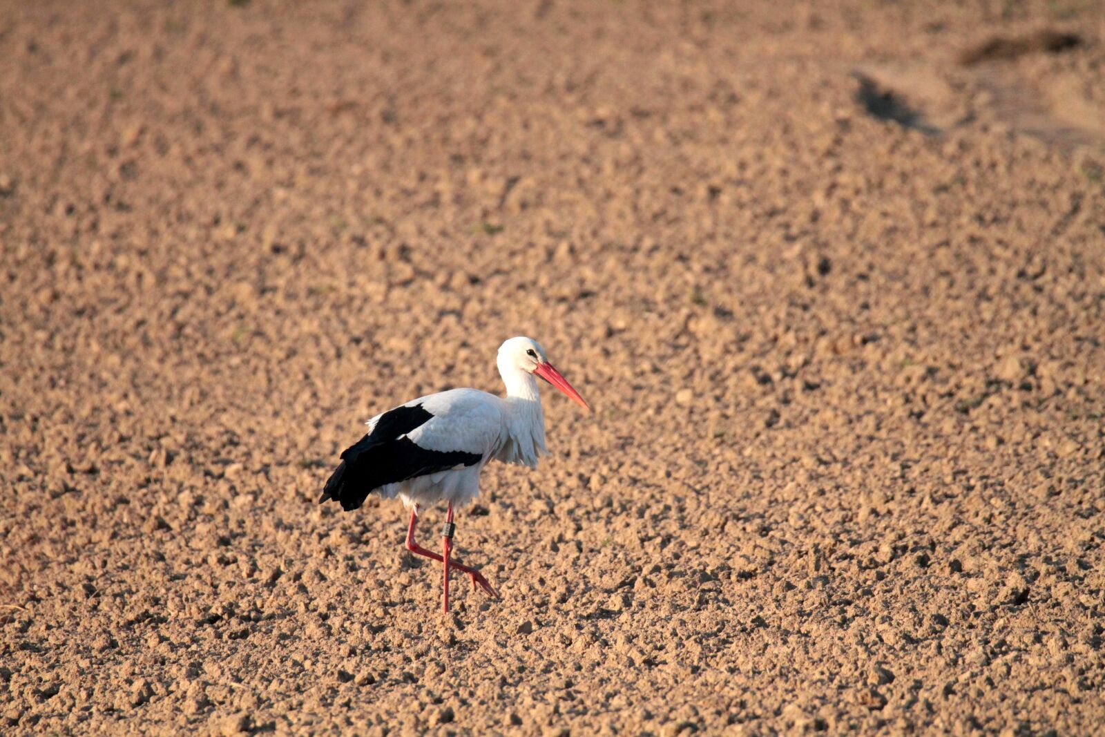 Canon EOS 7D sample photo. Stork, white stork, bird photography