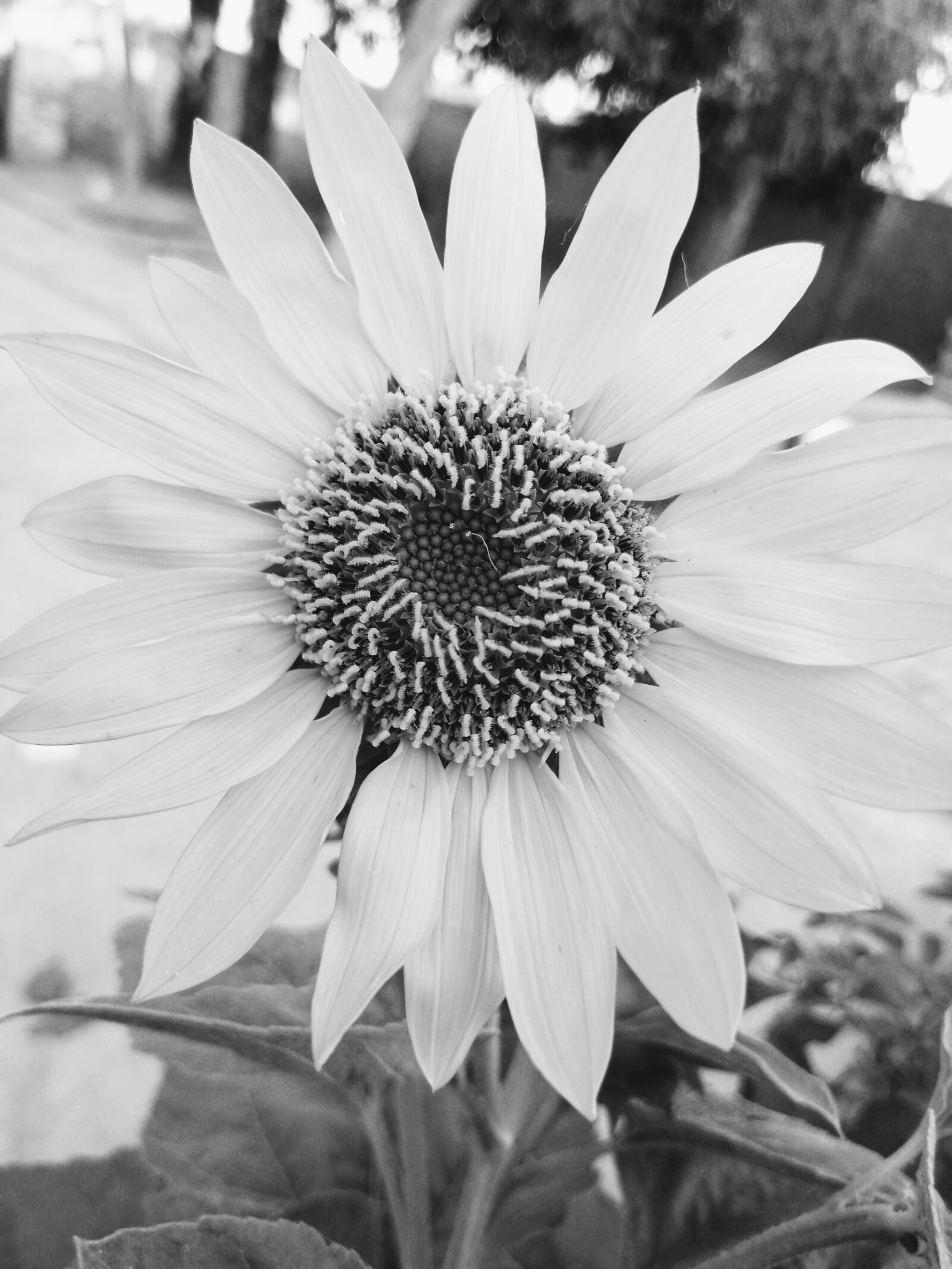 INFINIX MOBILITY LIMITED Infinix X650C sample photo. White flower, sunflower, beauty photography