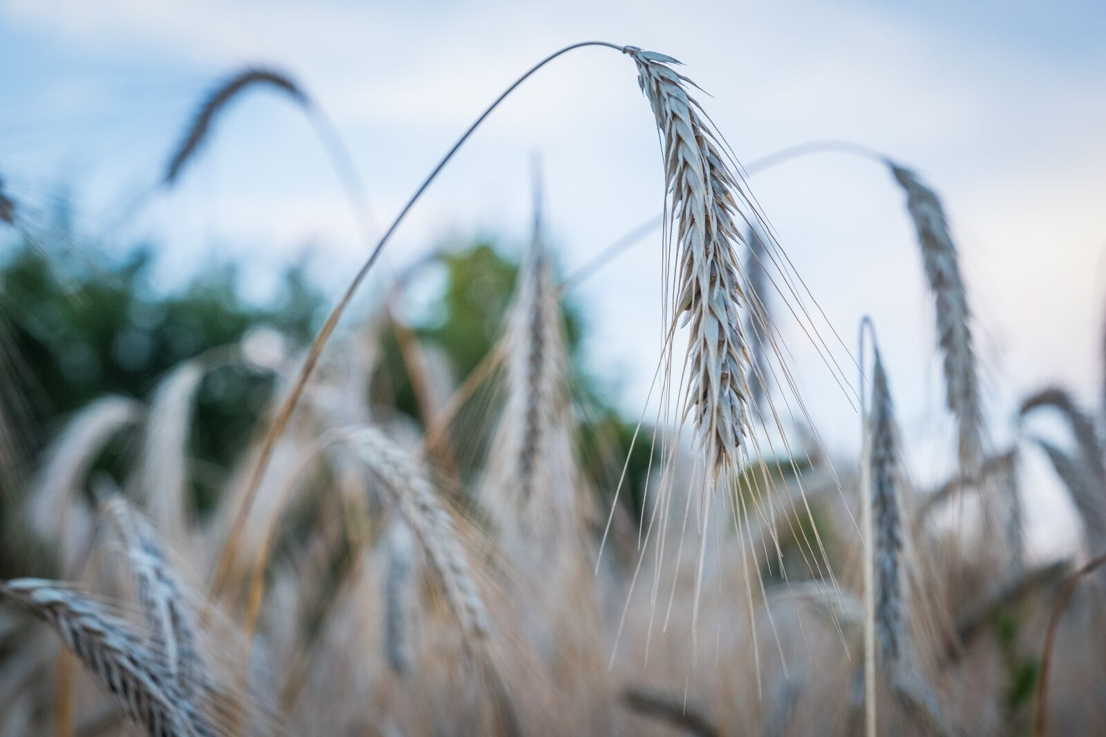 Fujifilm X-T2 sample photo. Barley, wheat, ear photography