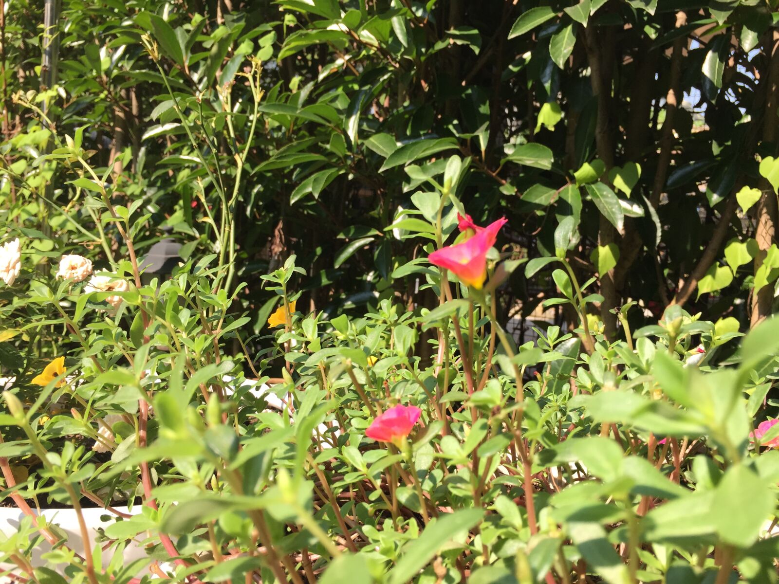 Apple iPhone 6 Plus sample photo. Flower, garden, nature photography