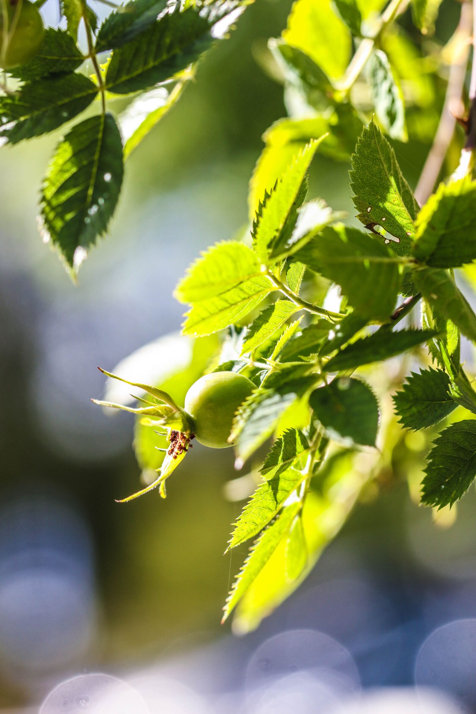 Canon EOS 7D Mark II sample photo. Green, plant, growth photography