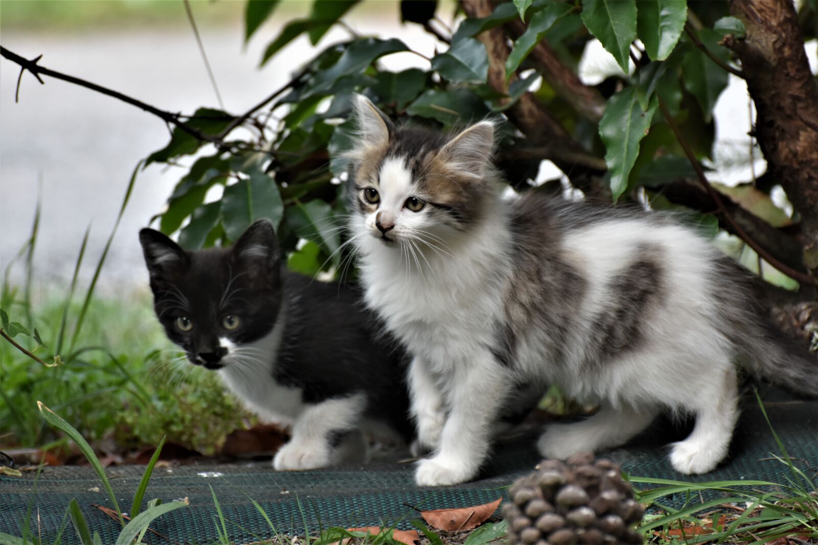 Nikon D7200 sample photo. Kitten, cute, wild photography