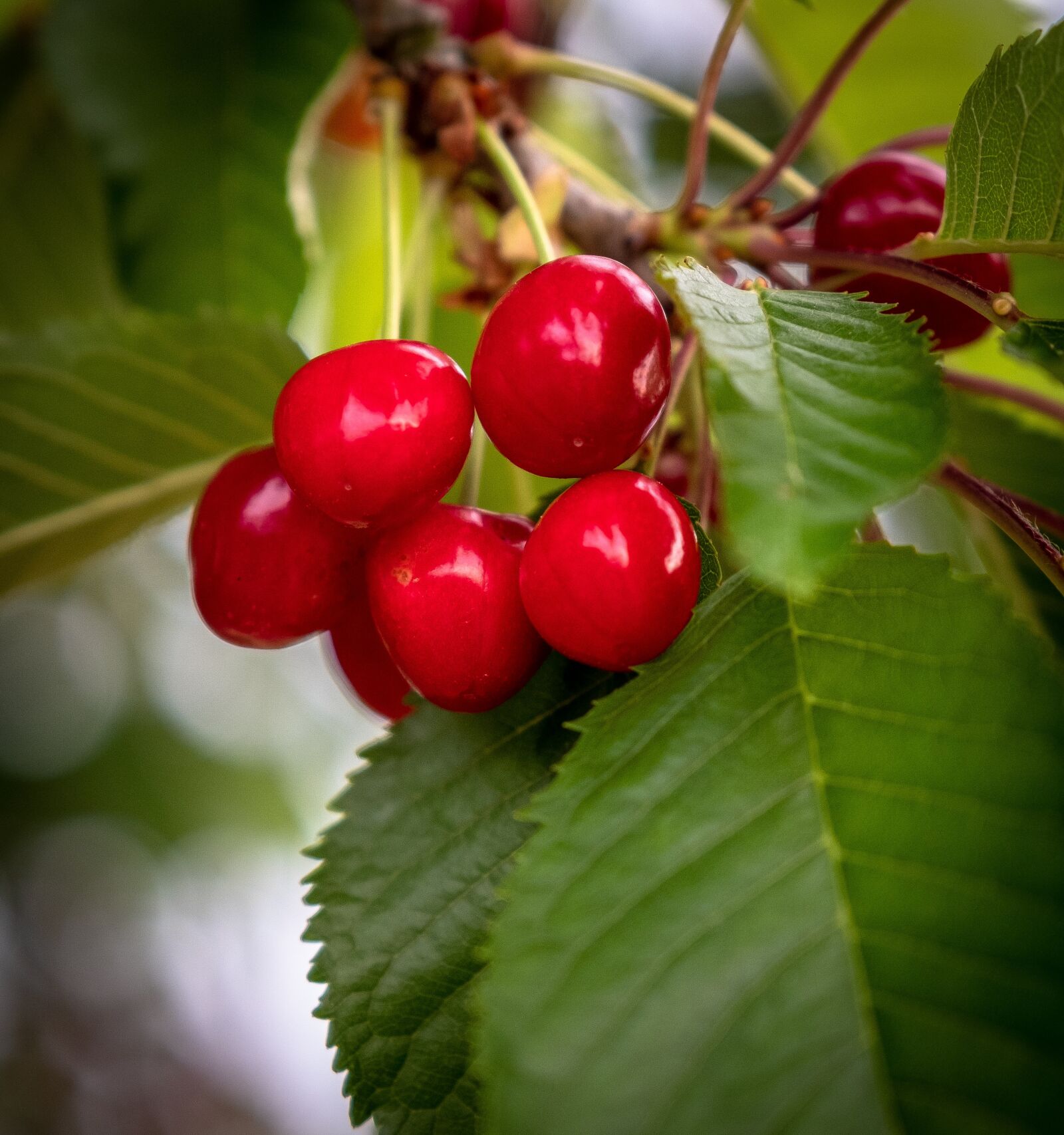 Fujifilm X-T2 sample photo. Cherries, cherry tree, red photography