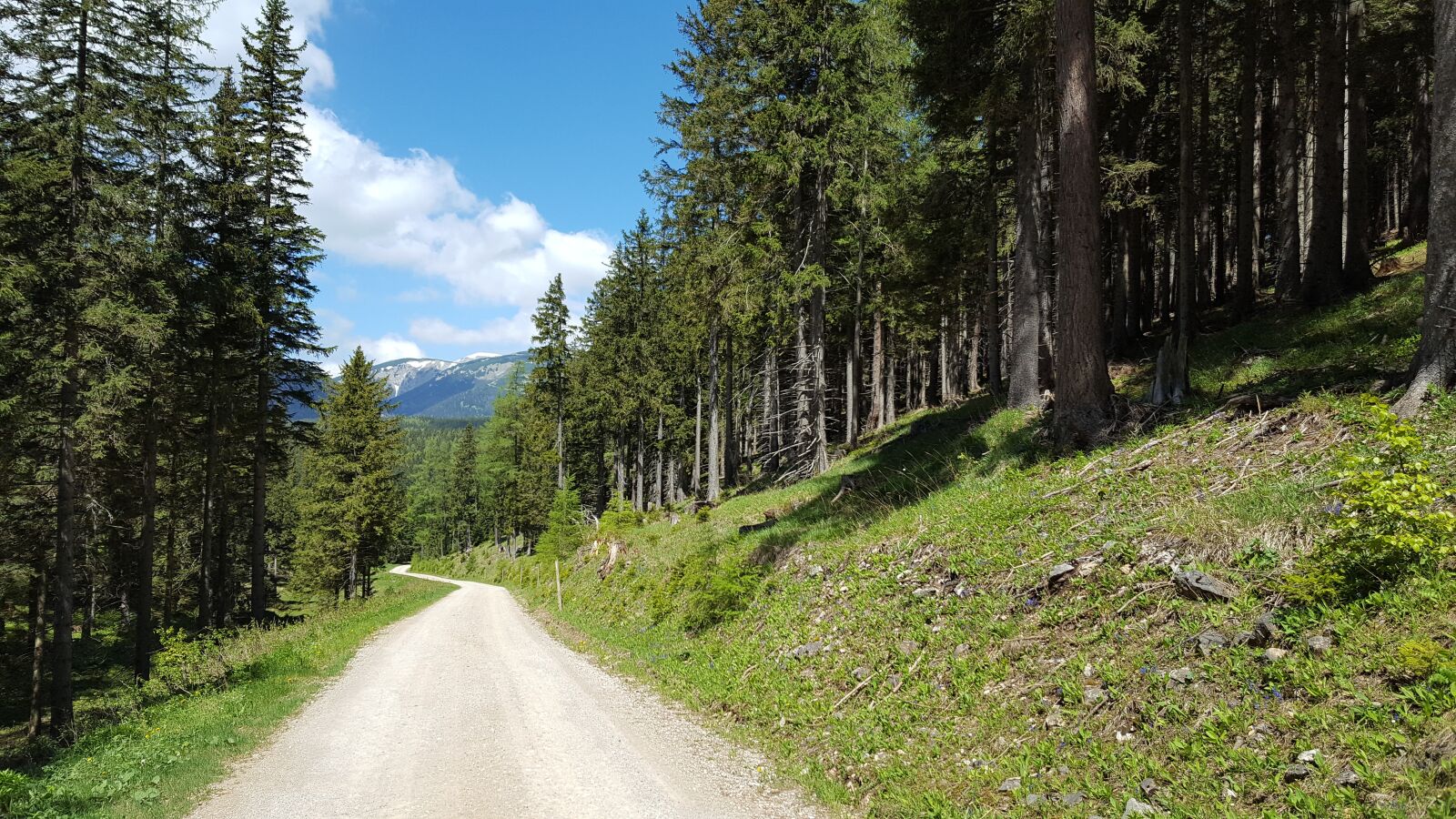 Samsung Galaxy S6 sample photo. Forest, away, nature photography
