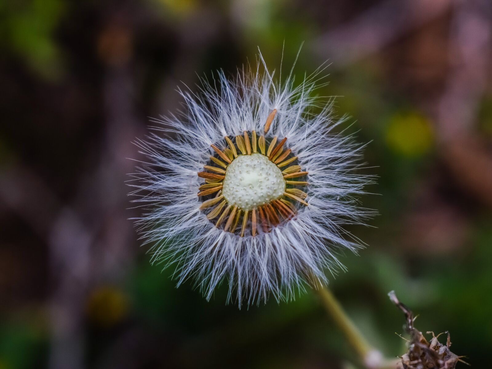 Nikon D3300 sample photo. Wild flower, plant, spring photography