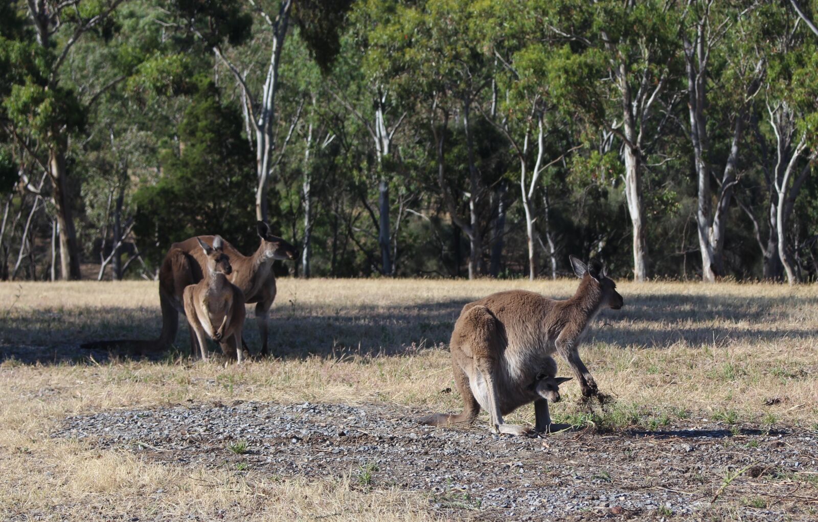 Canon EOS 700D (EOS Rebel T5i / EOS Kiss X7i) sample photo. Kangaroos, wild, joey photography