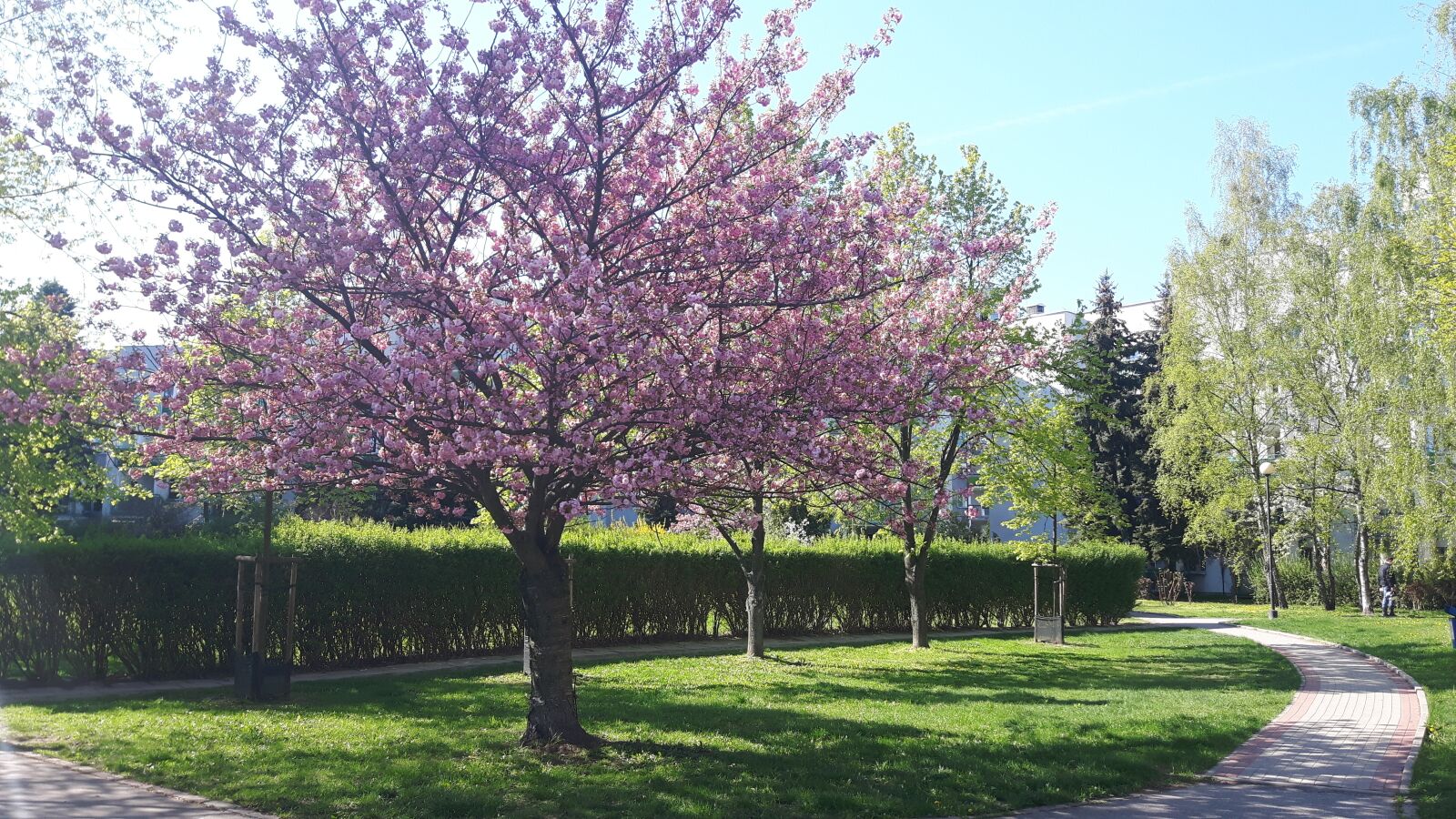 Samsung Galaxy S5 Neo sample photo. Tree, park, blooms photography