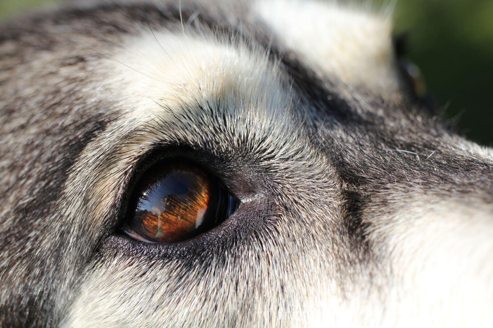 Canon EOS 550D (EOS Rebel T2i / EOS Kiss X4) sample photo. Dog, husky, eye photography