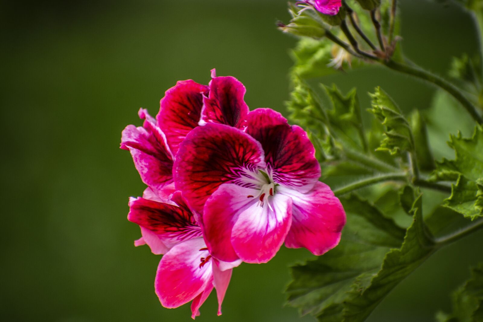 Nikon D600 sample photo. Jeranio, nature, flower photography