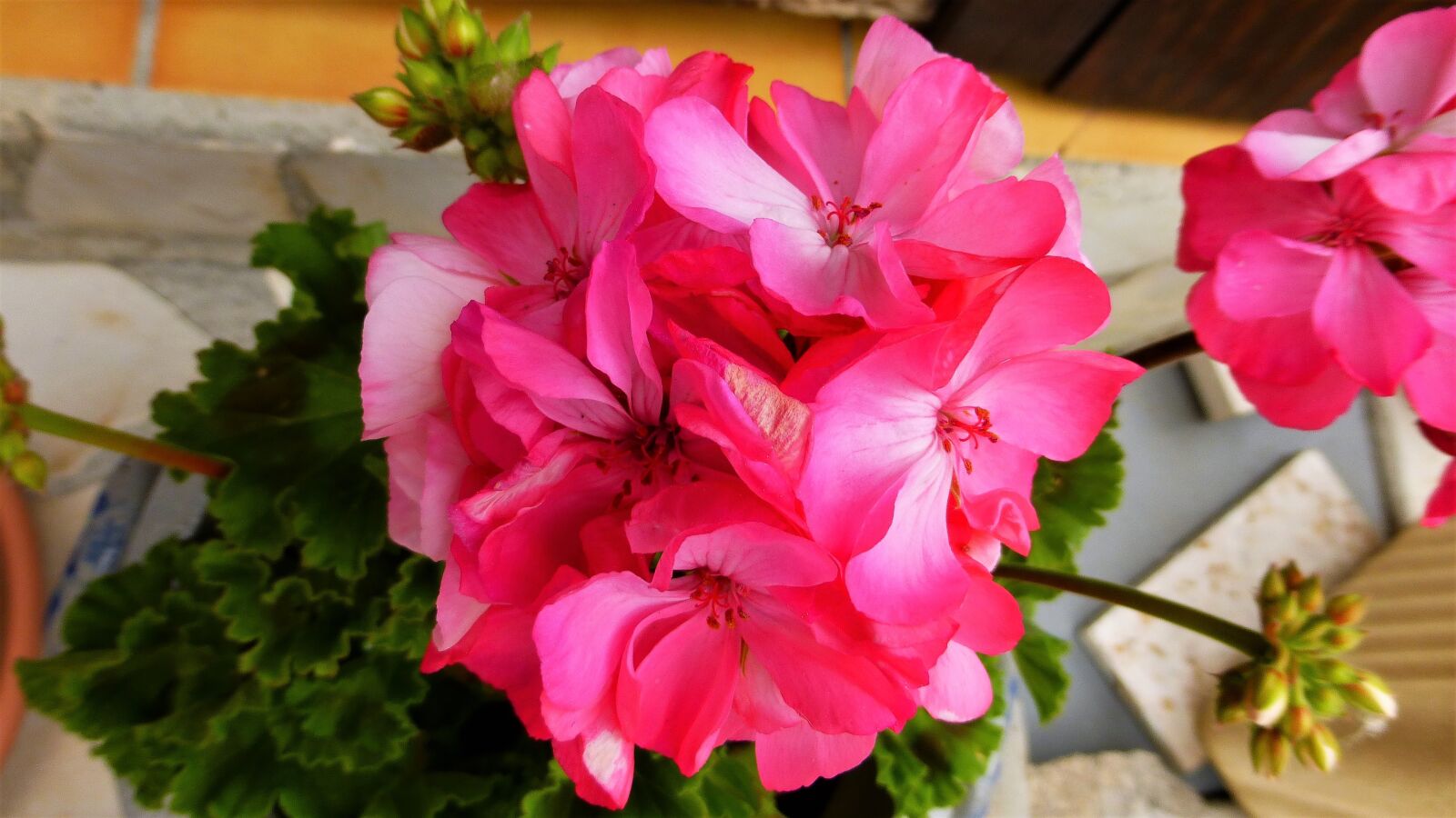 Panasonic Lumix DMC-ZS25 (Lumix DMC-TZ35) sample photo. Flower, geraniums, garden photography