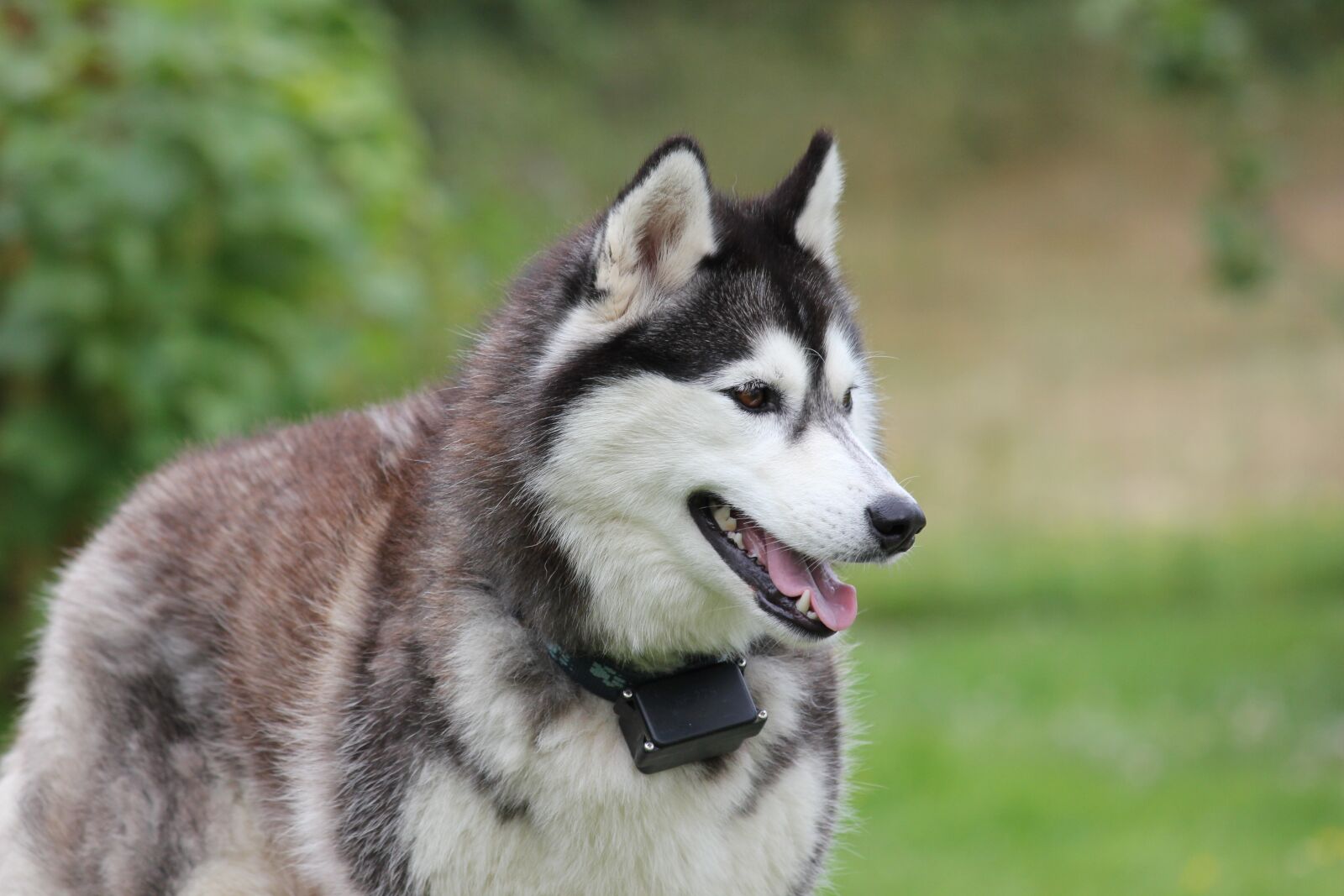 Canon EOS 550D (EOS Rebel T2i / EOS Kiss X4) sample photo. Siberian, husky, two photography