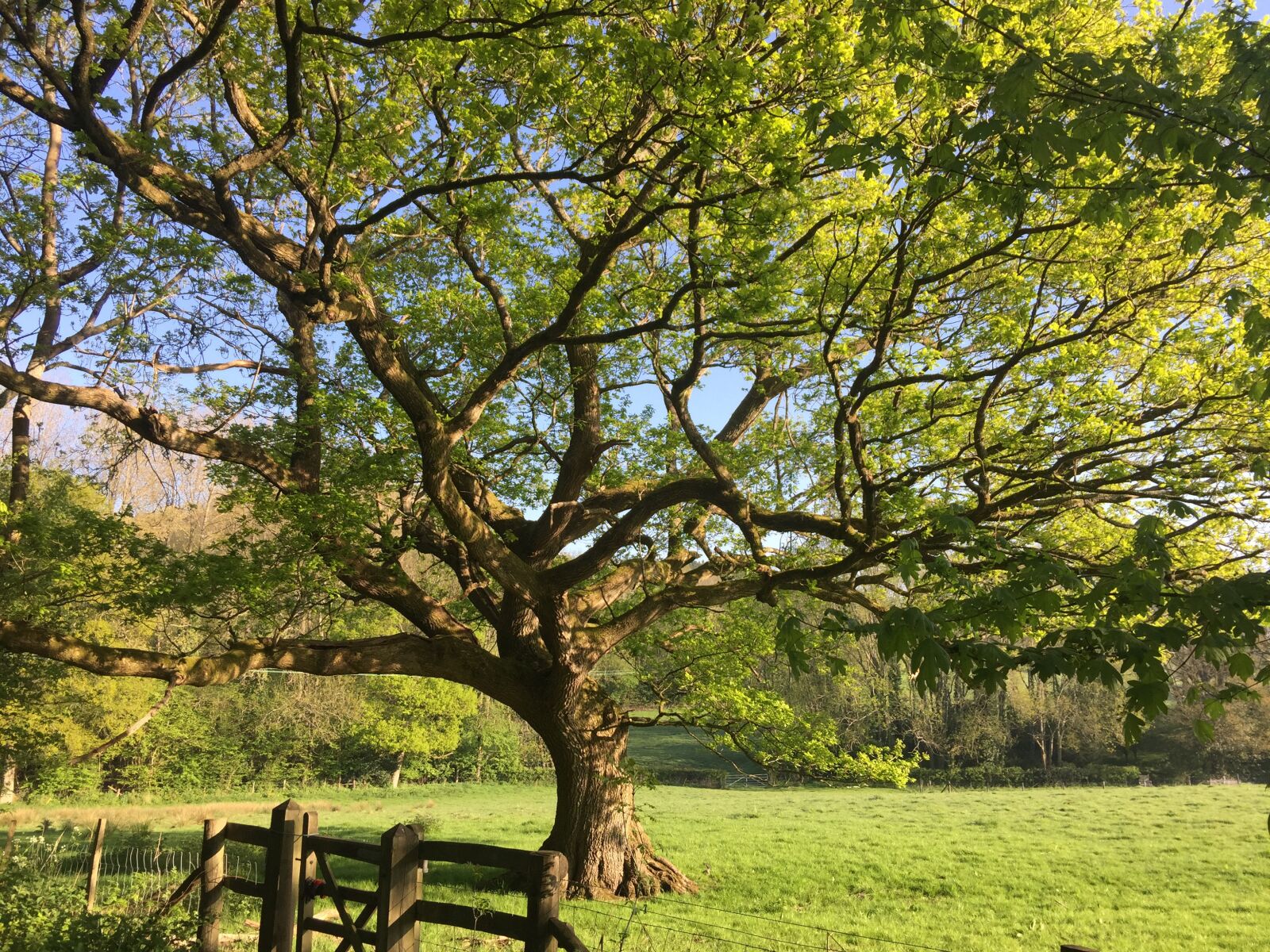 iPhone 6 Plus back camera 4.15mm f/2.2 sample photo. Oak, old, village photography